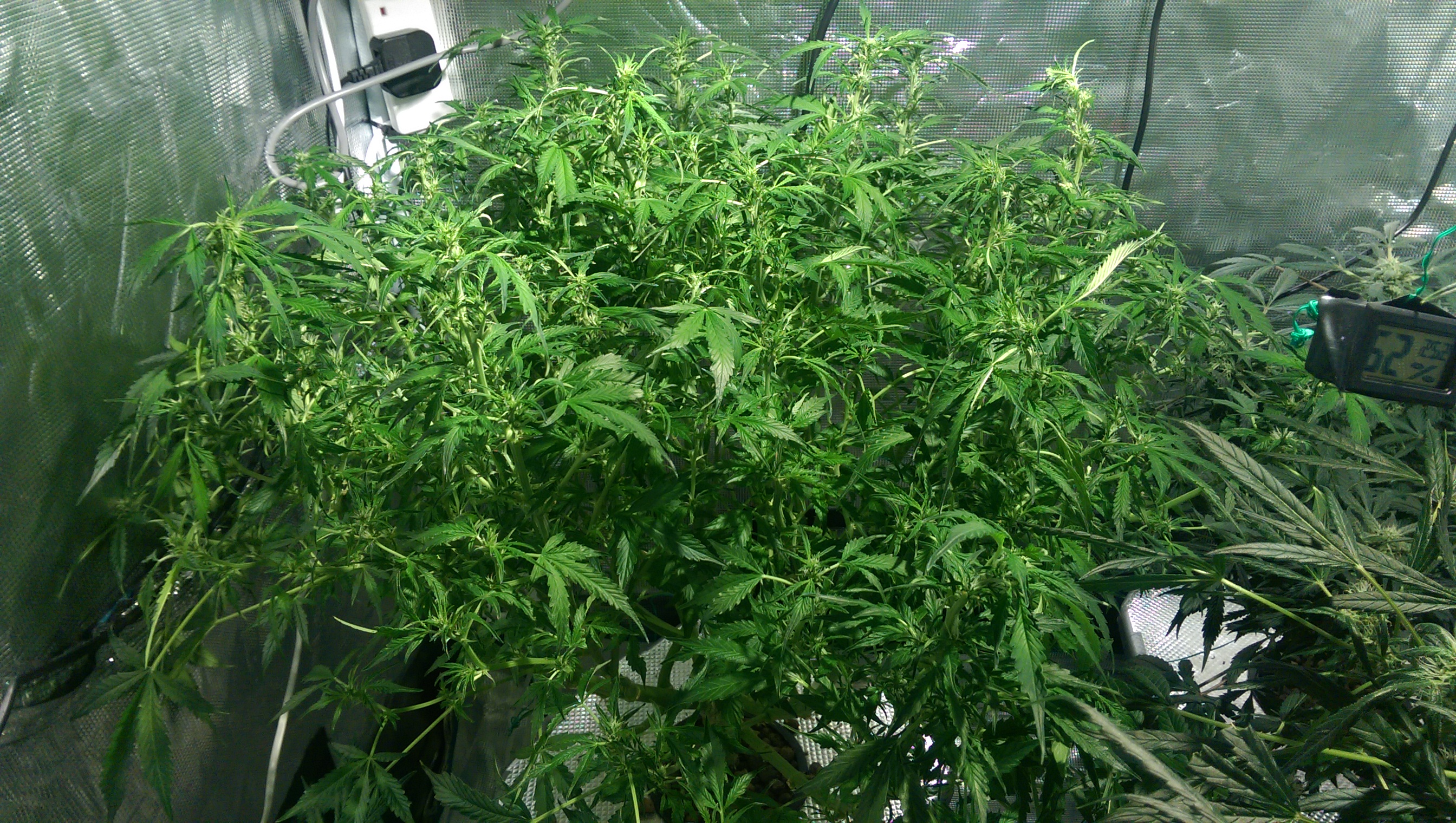 Day 70 - after Defoliation