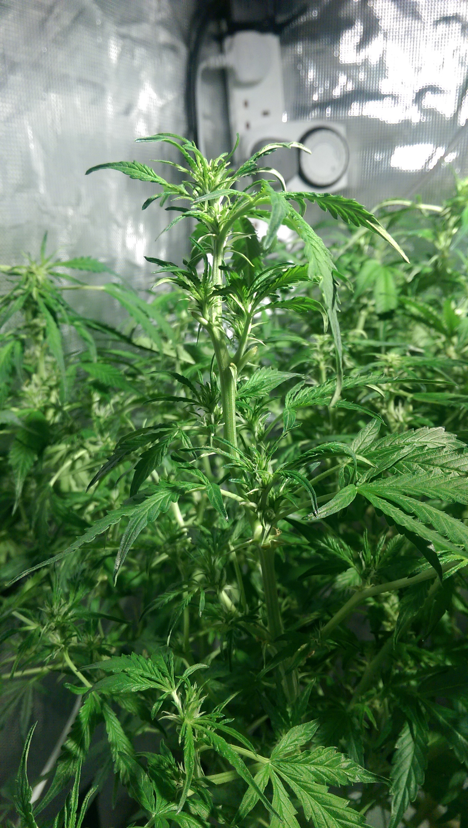 Day 70 - after Defoliation