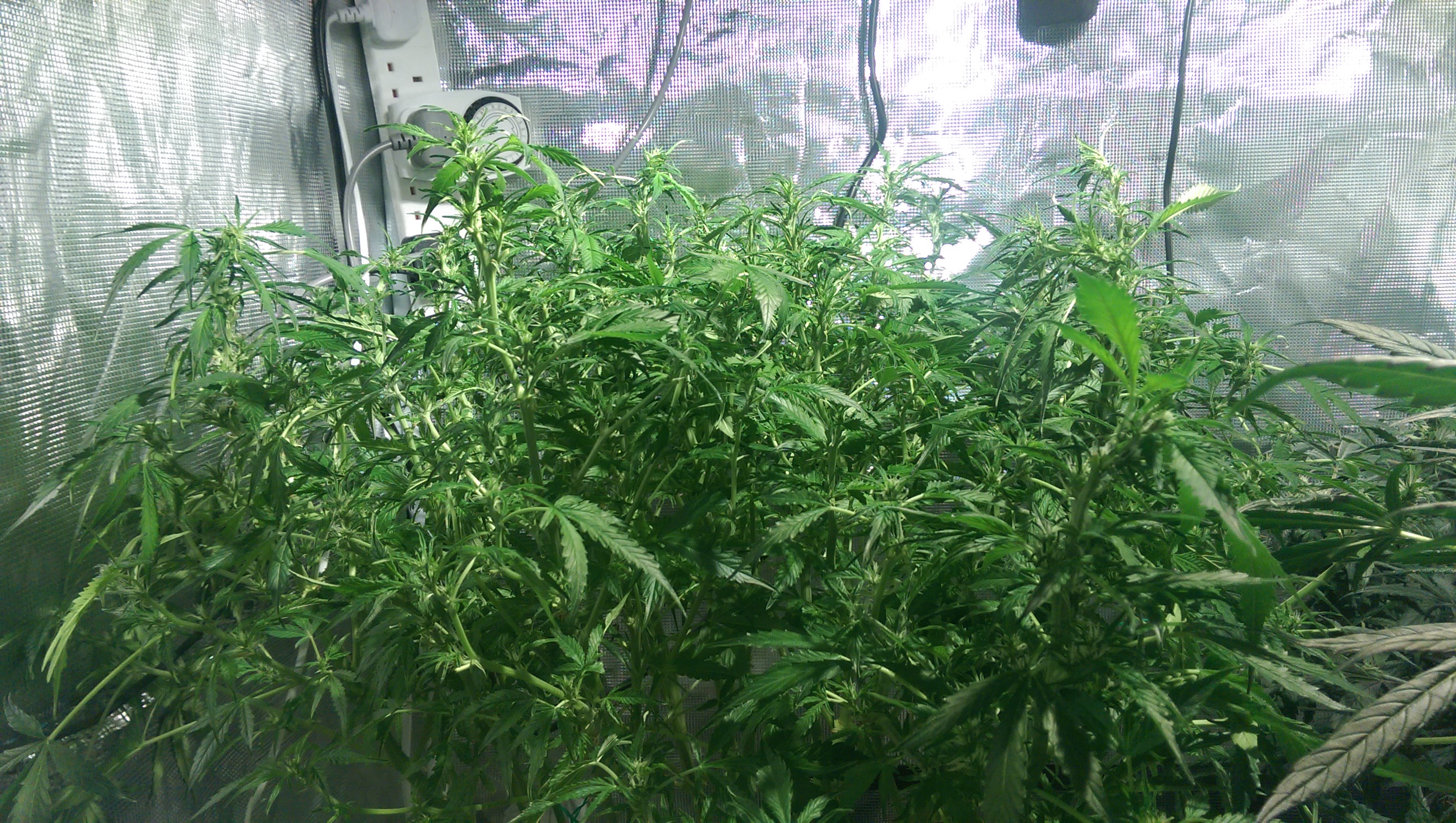 Day 70 - after Defoliation