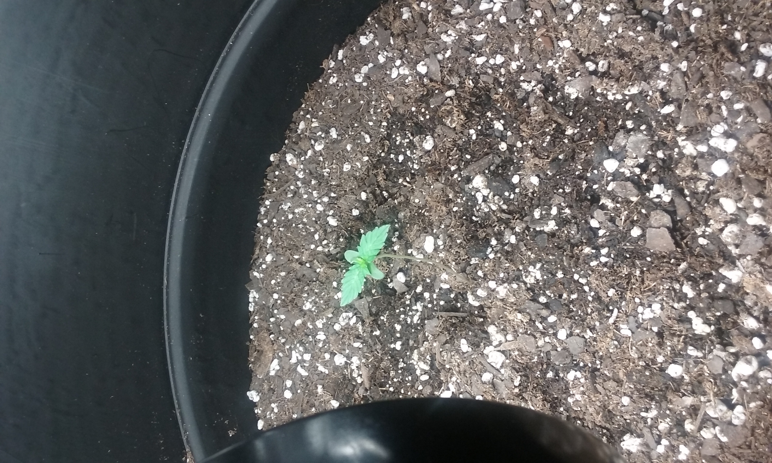 Day 8 from germination