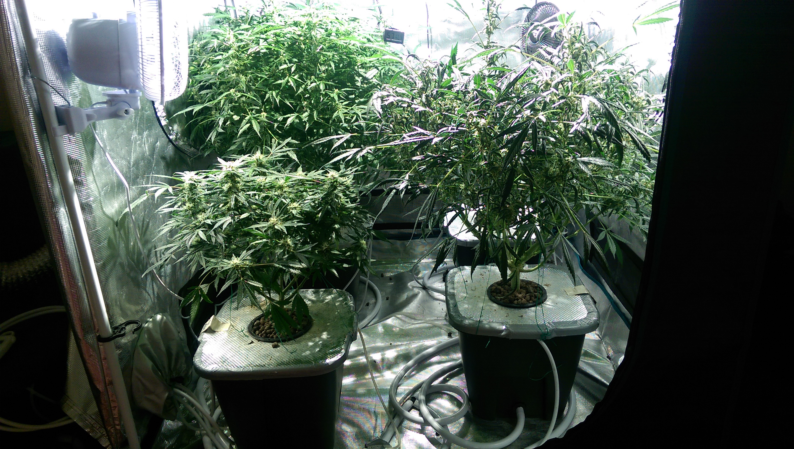 Day 82 - Defoliation time