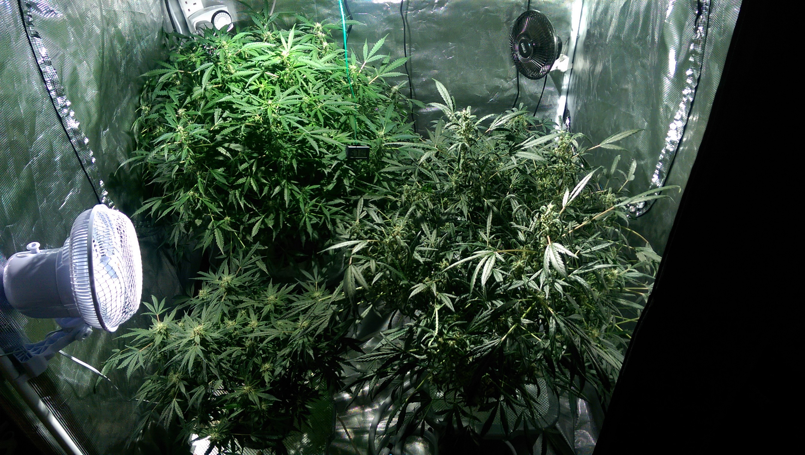 Day 82 - Defoliation time