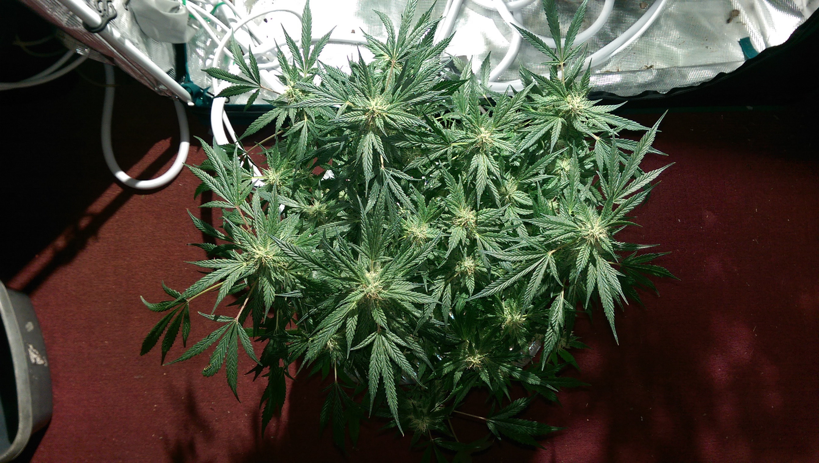 Day 82 - Defoliation time