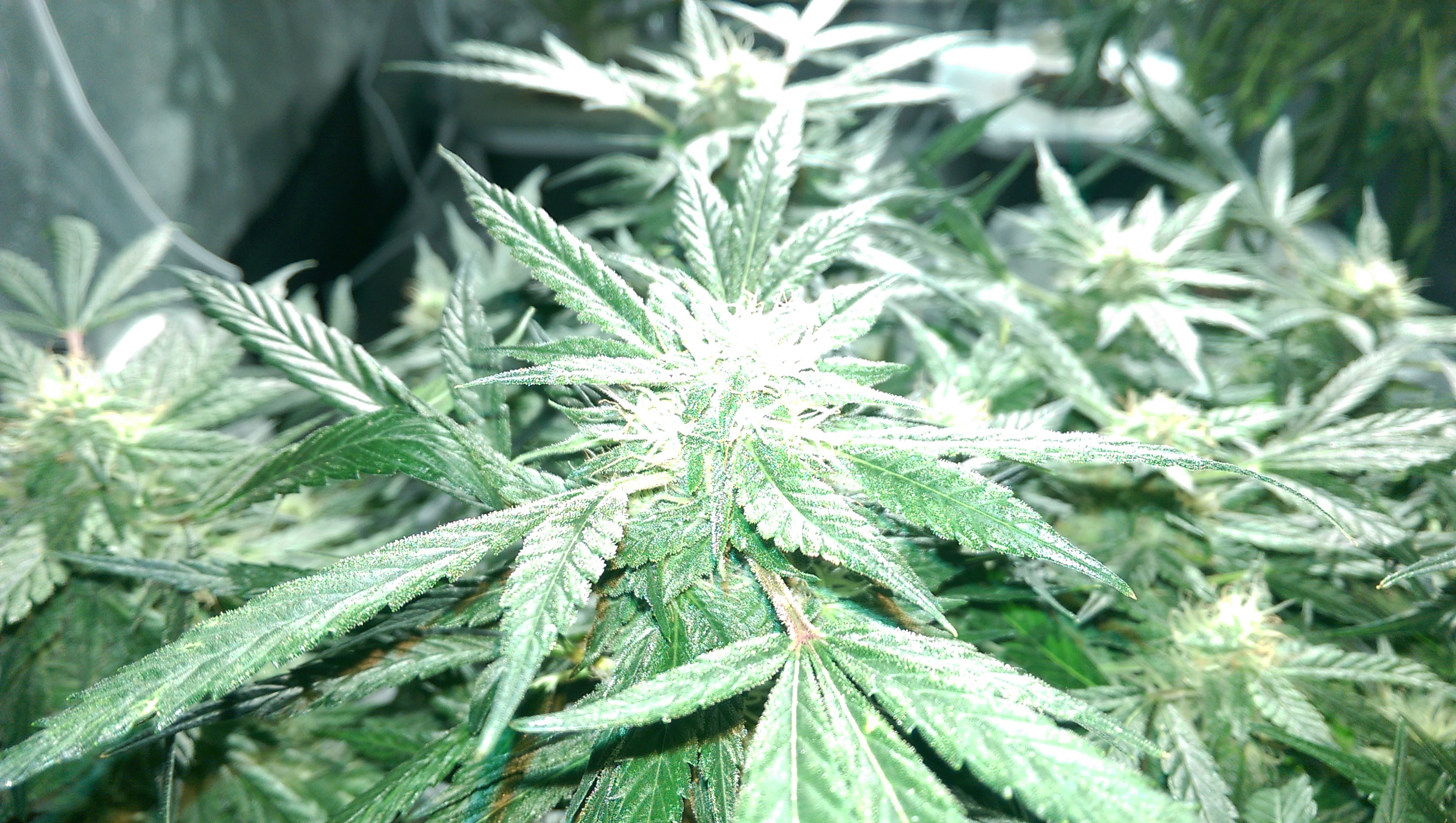 Day 82 - Defoliation time