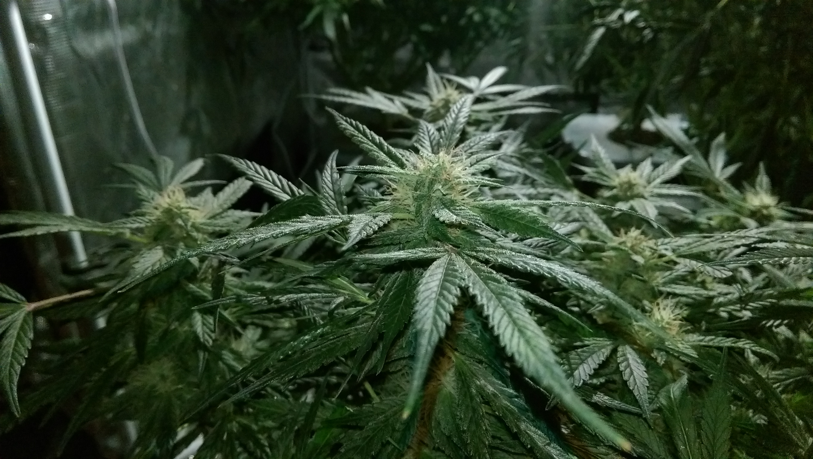 Day 82 - Defoliation time