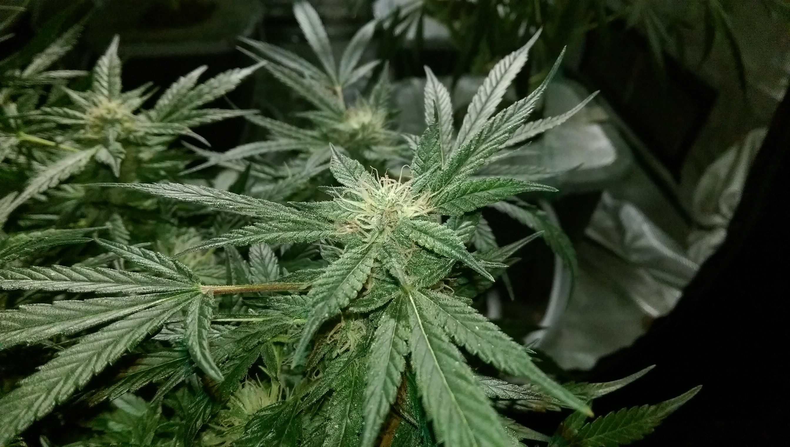 Day 82 - Defoliation time