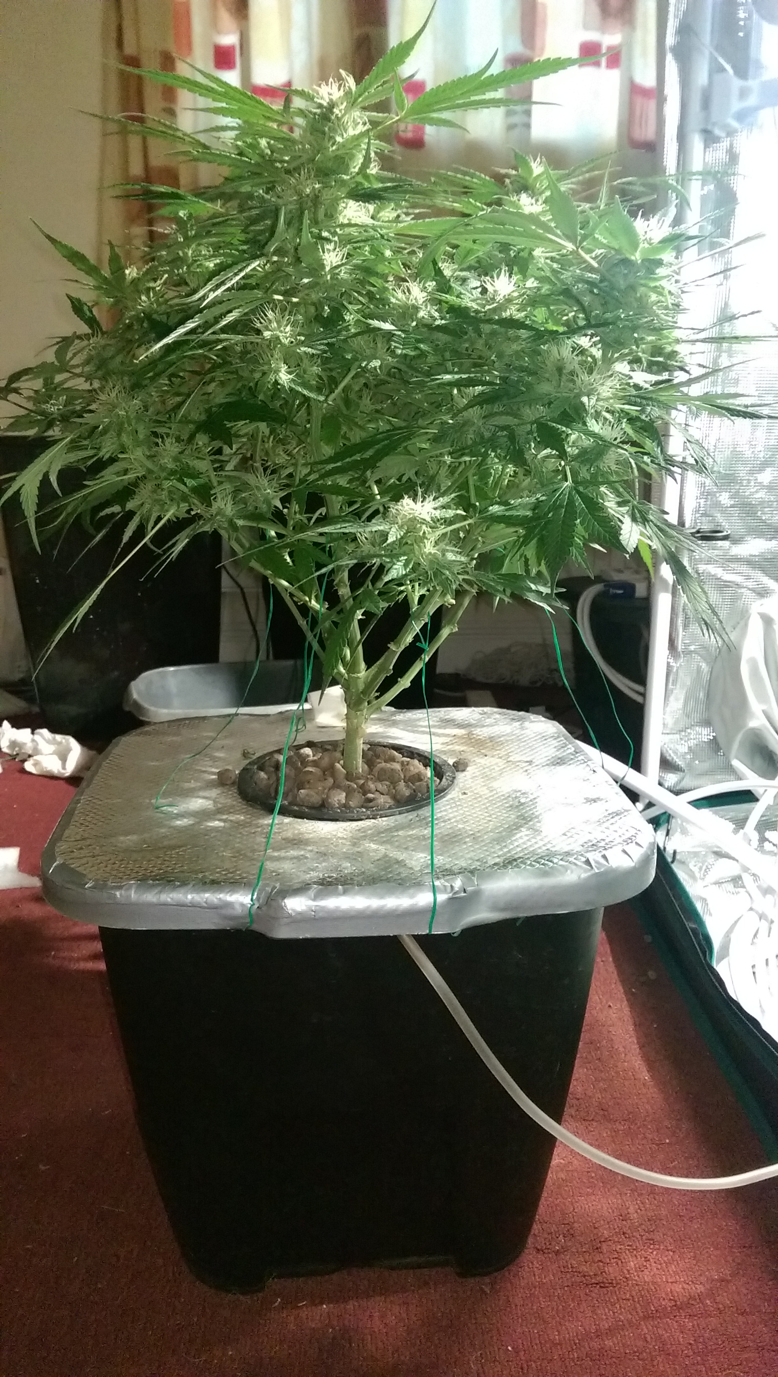 Day 82 - Defoliation time