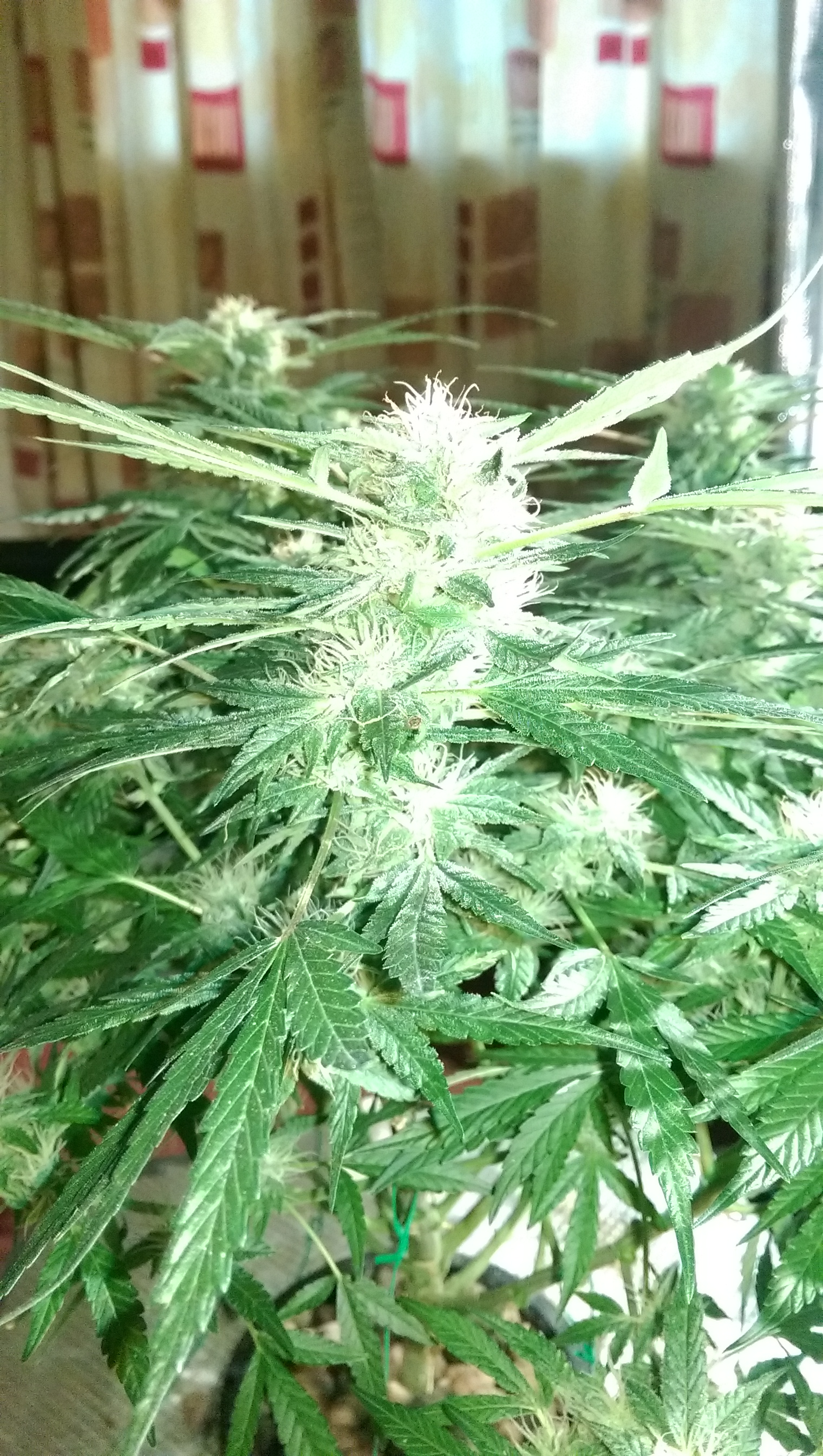 Day 82 - Defoliation time