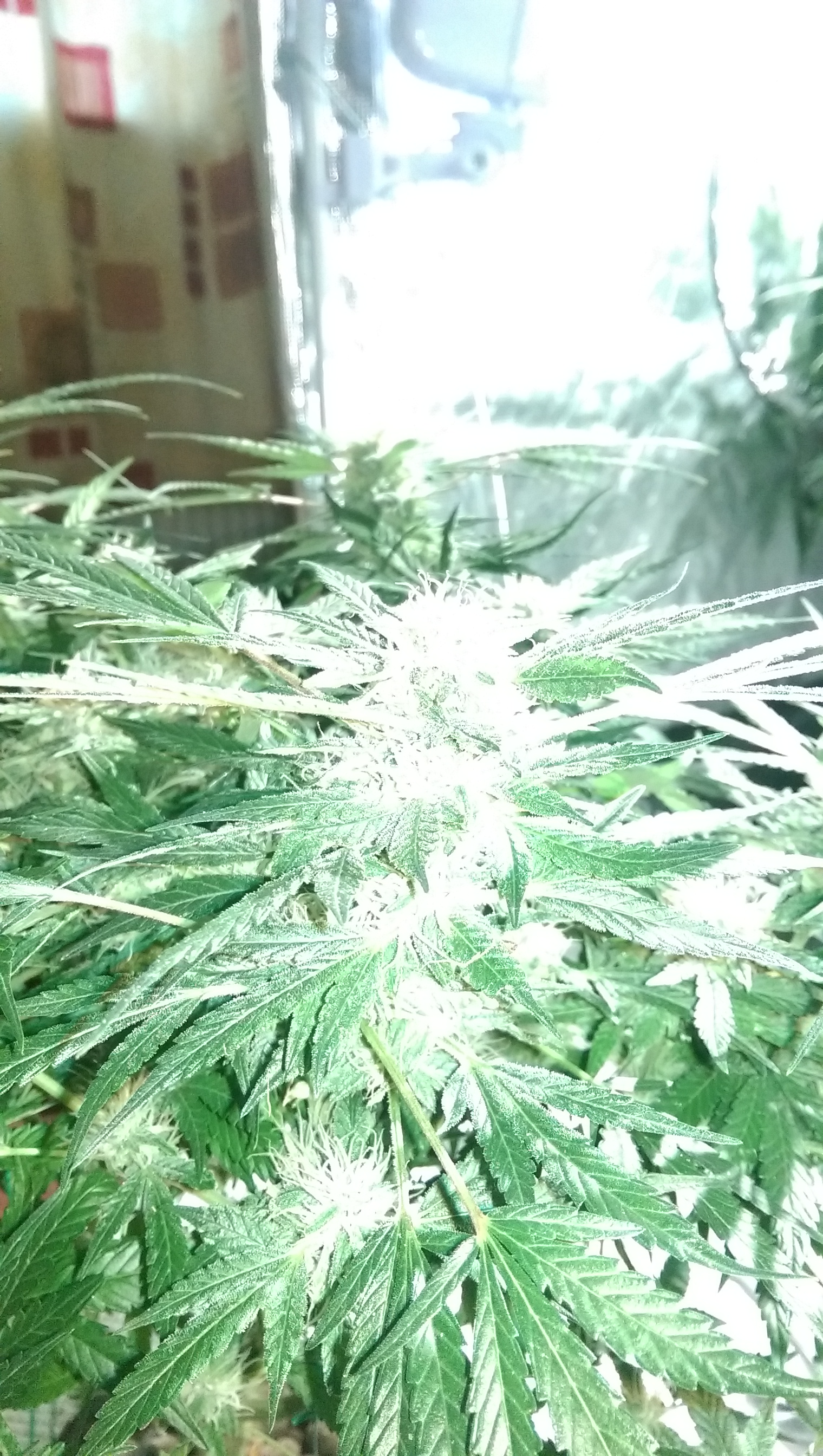 Day 82 - Defoliation time