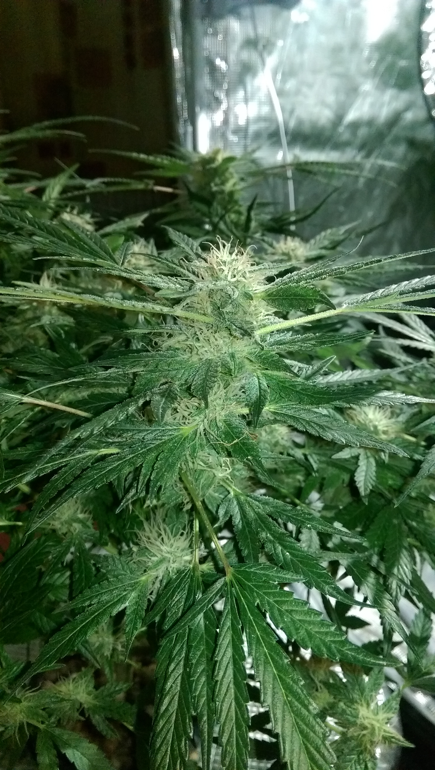 Day 82 - Defoliation time