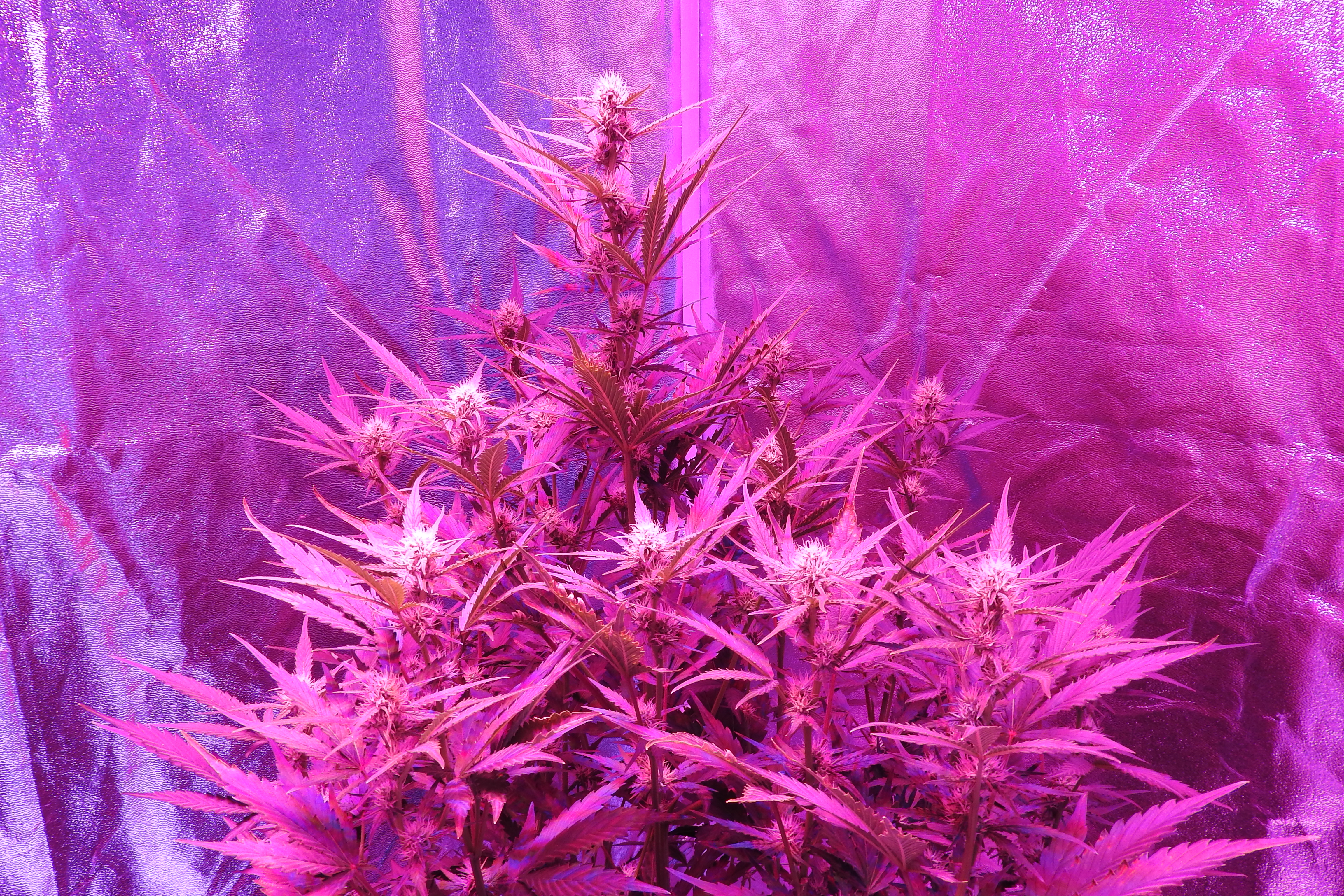 Day45canopy