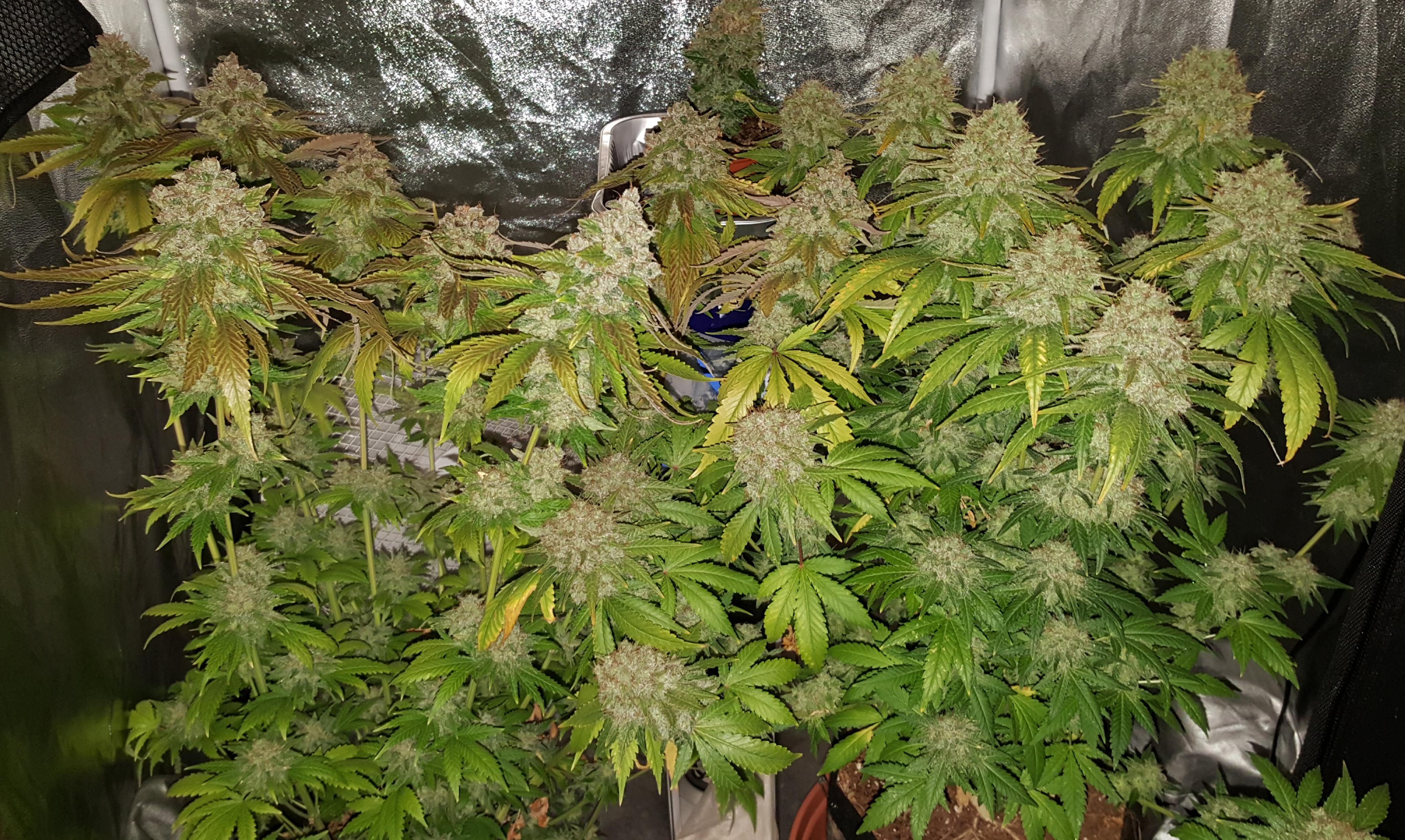 Diesel Drift & White Widow(both photoperiod)