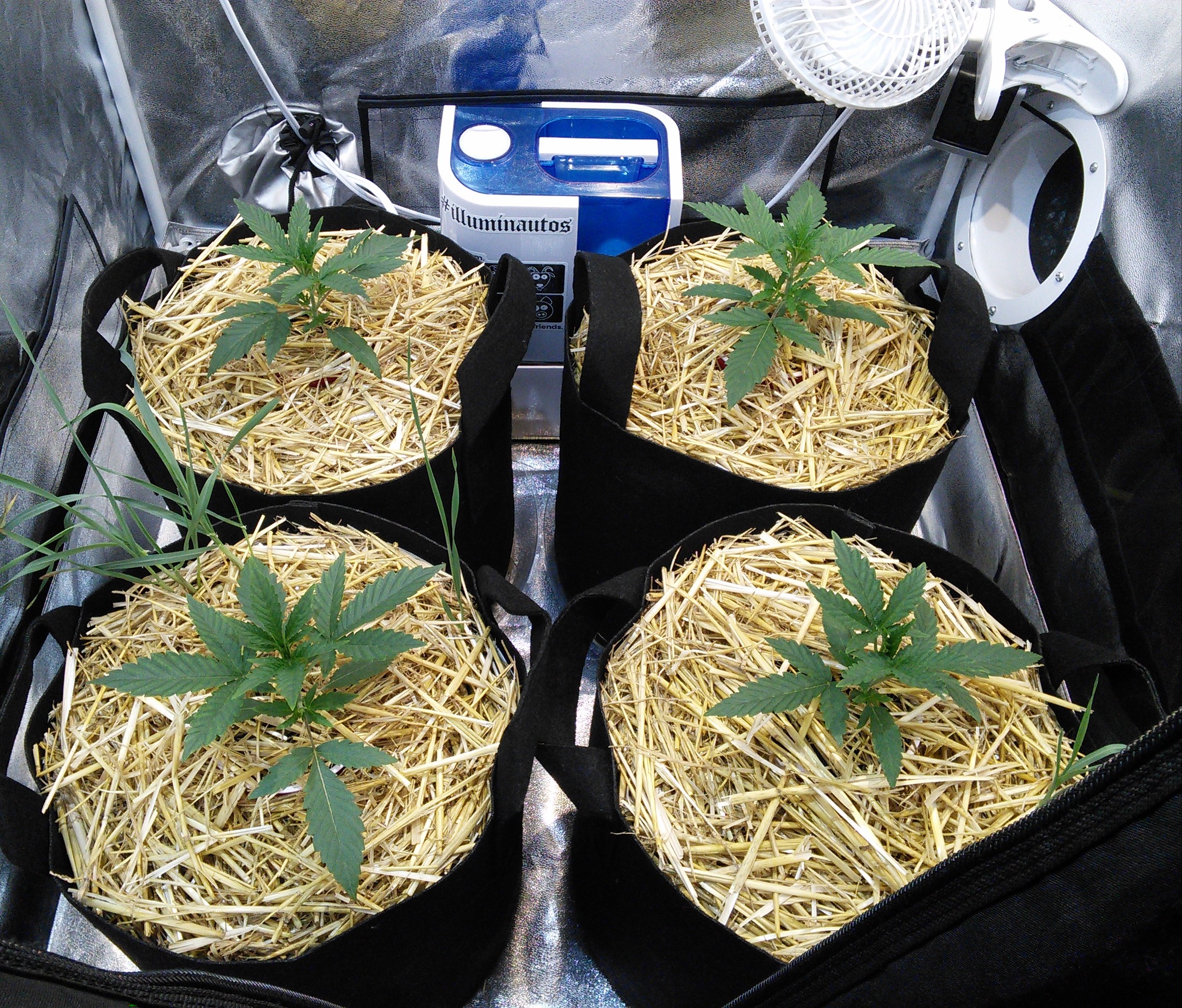 Double Grape DAY 15 & 16