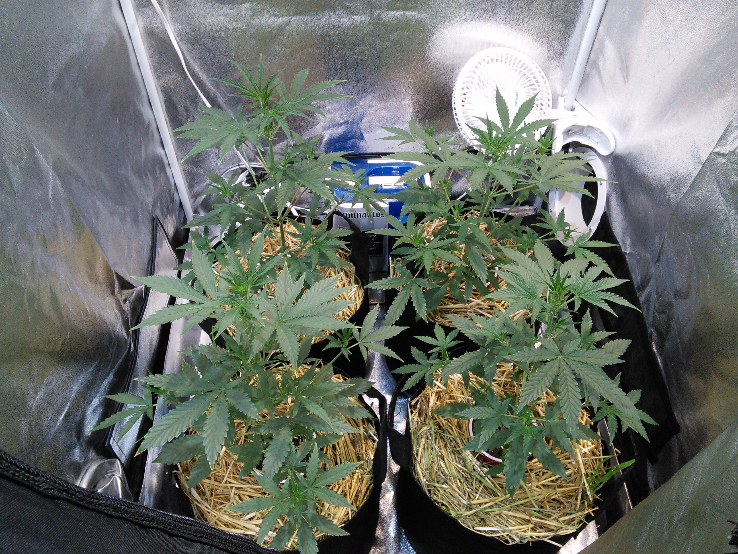 Double Grape DAY 24 & 25