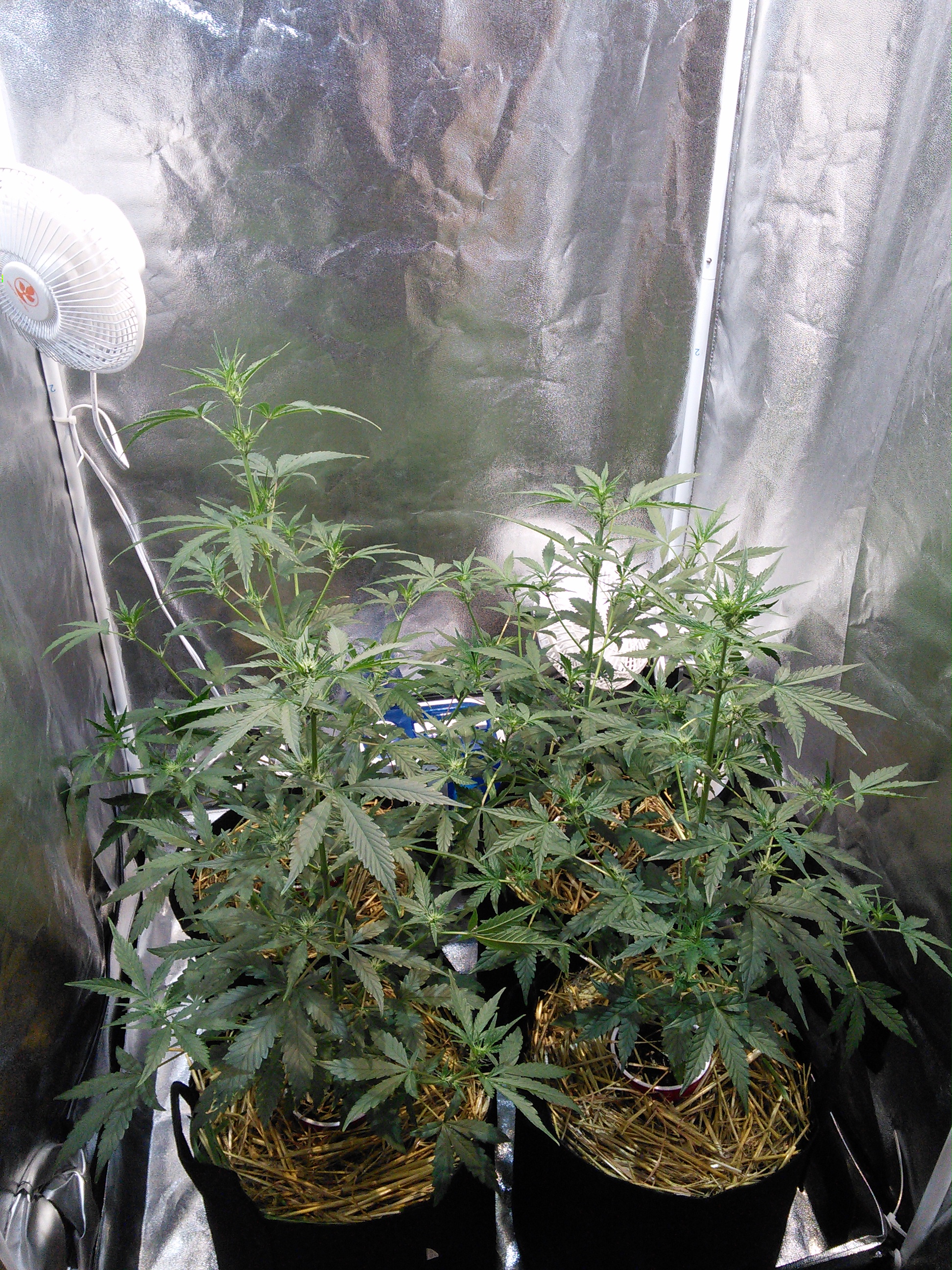 Double Grape DAY 30