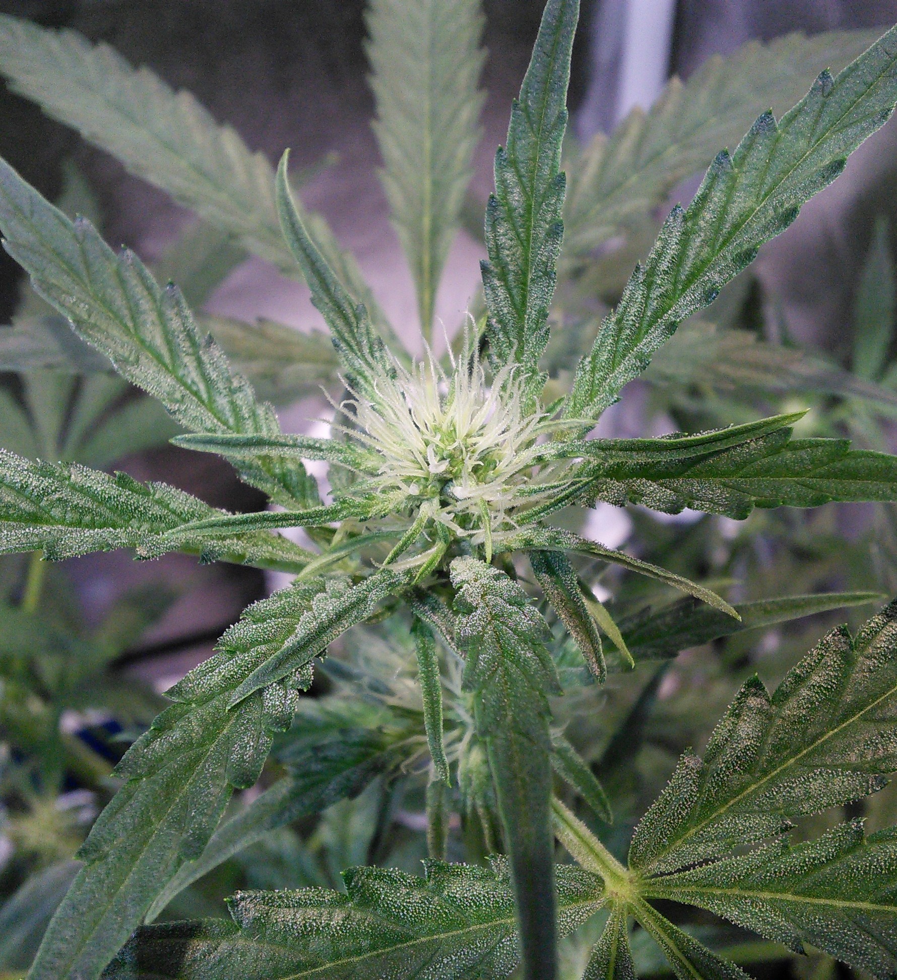 Double Grape DAY 34 frost