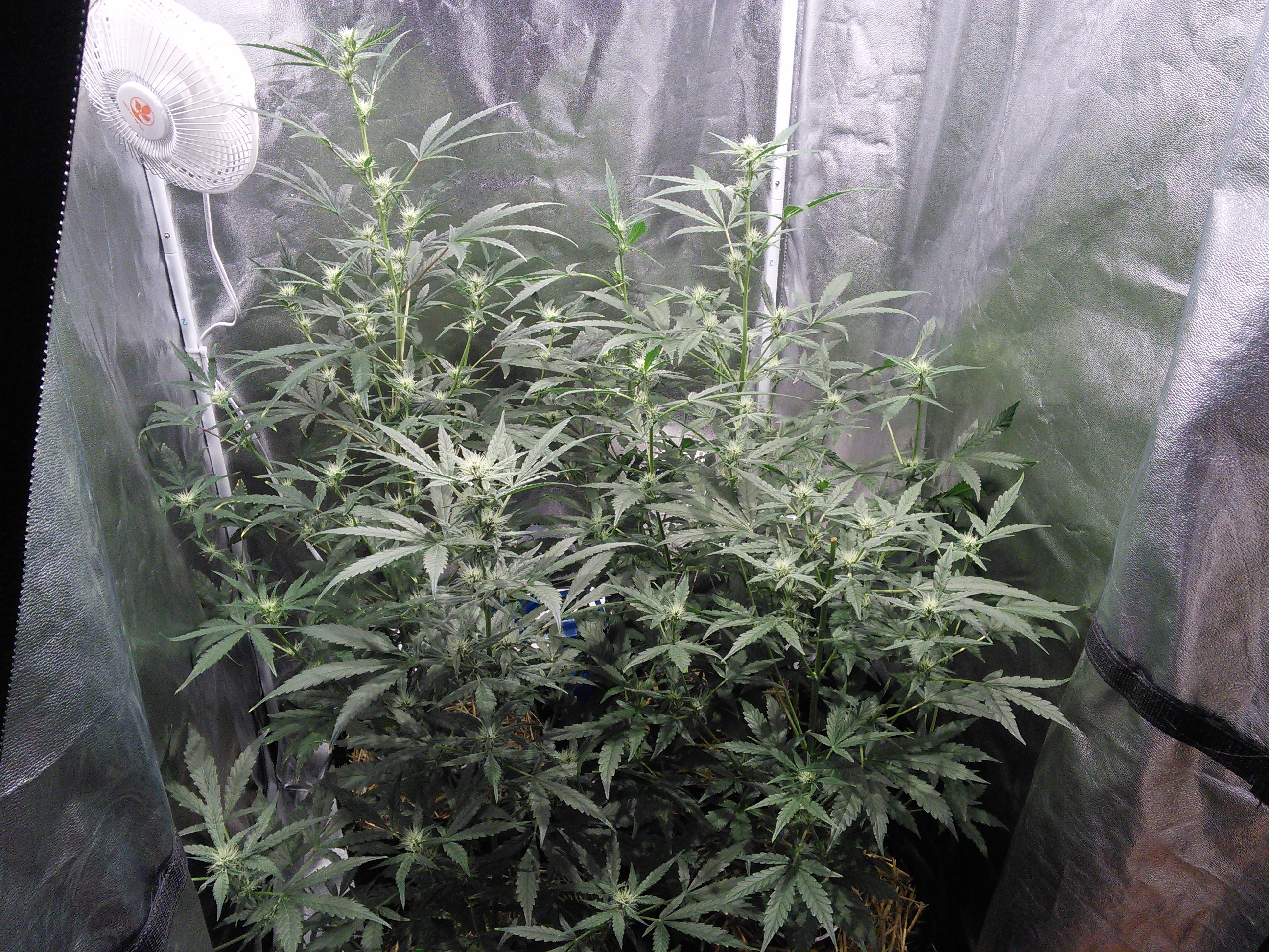 Double Grape DAY 38