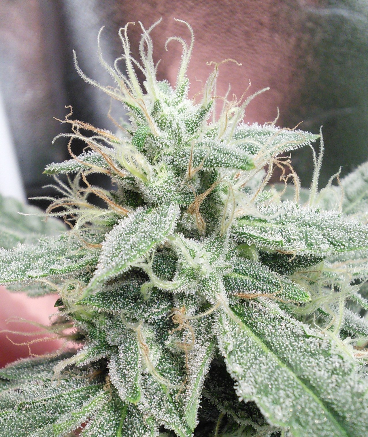 Double Grape DAY 53