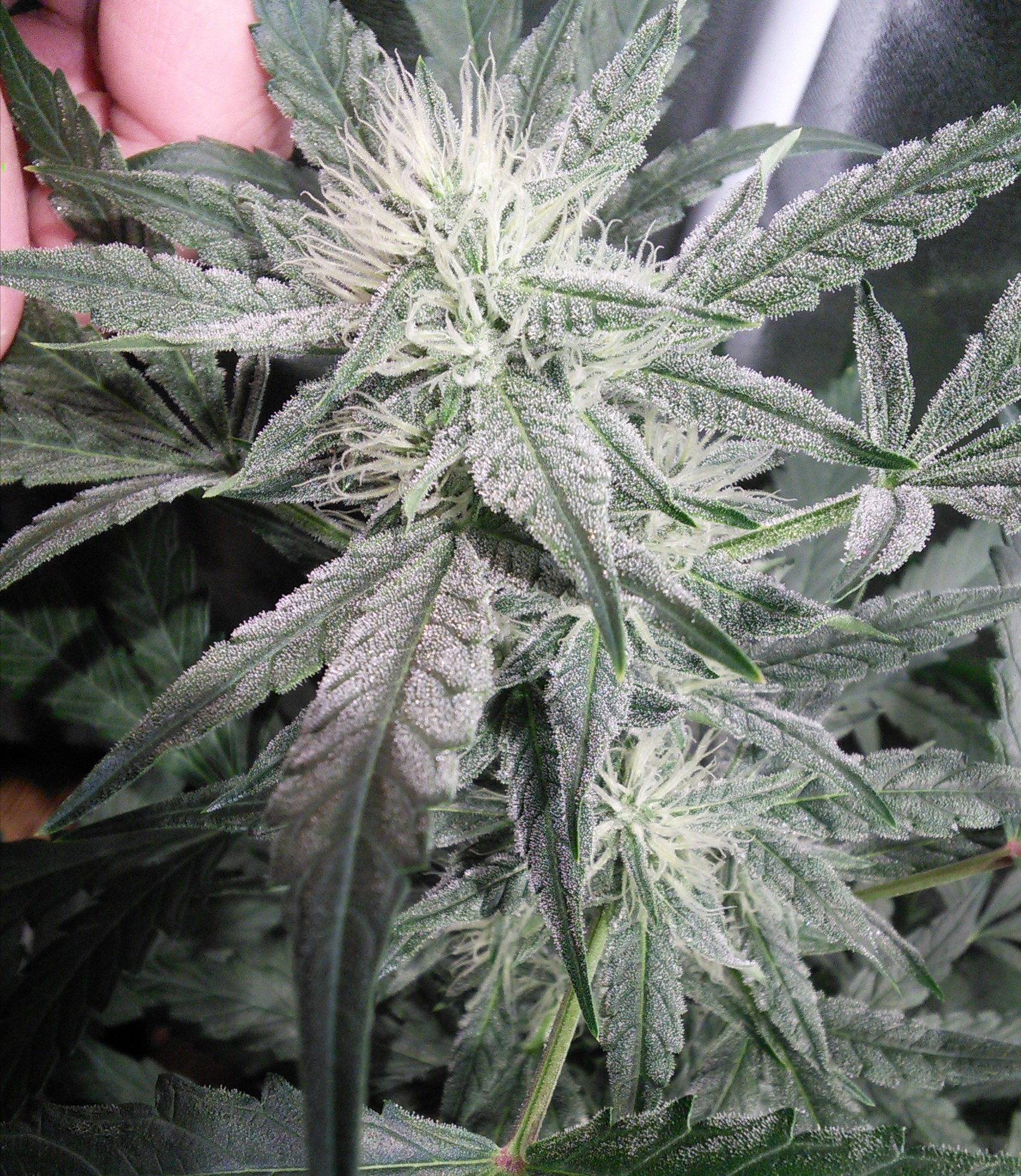 Double Grape Indica Pheno