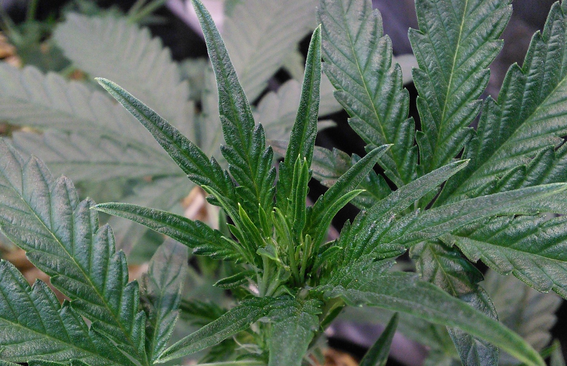 Double Grape terminal bud closeup