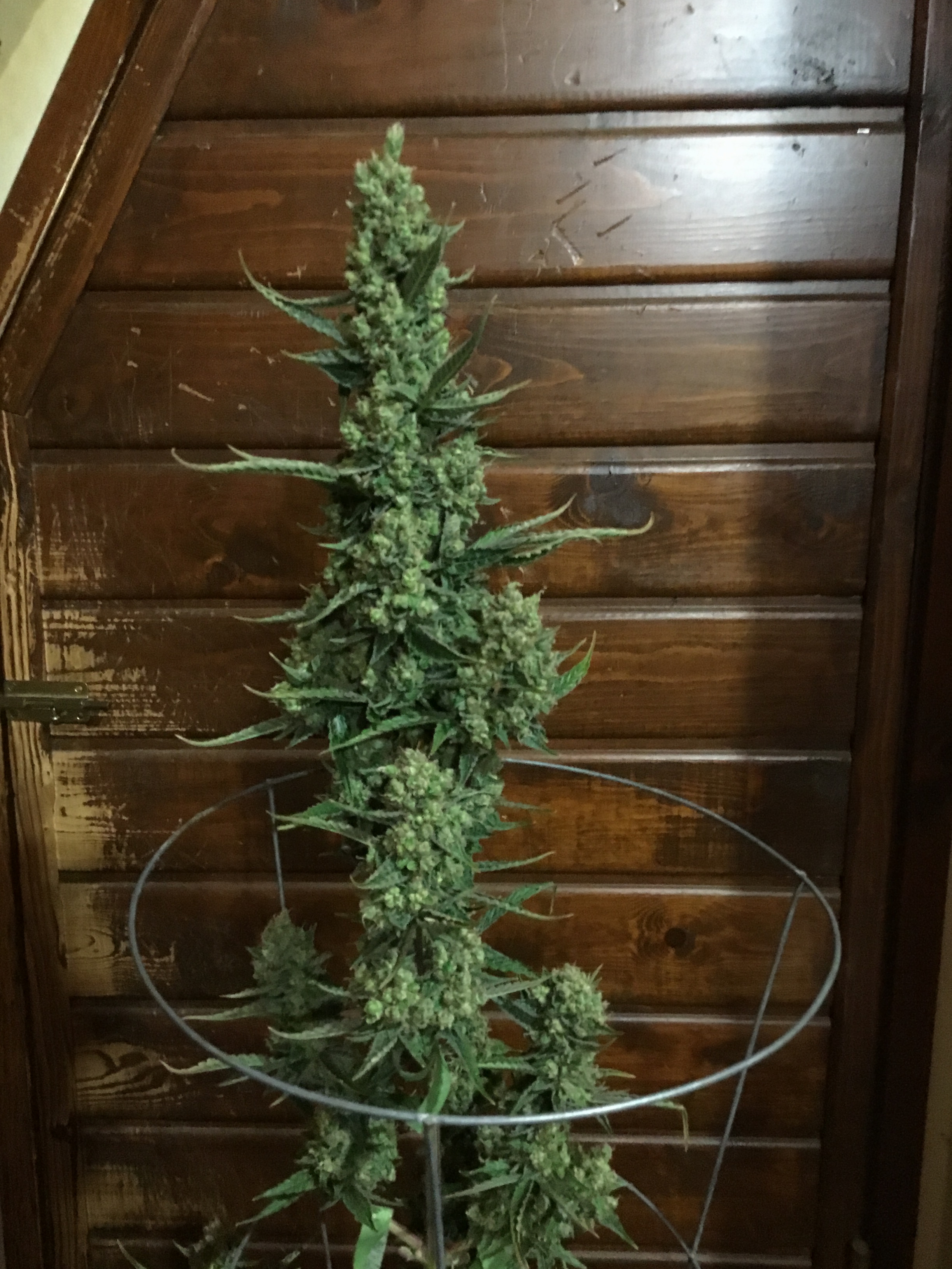 Fantasmo Express 76 days cola