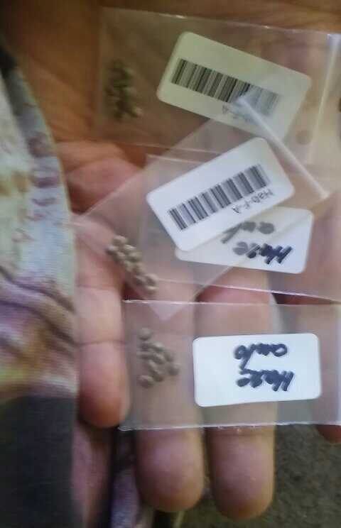 First grow seeds