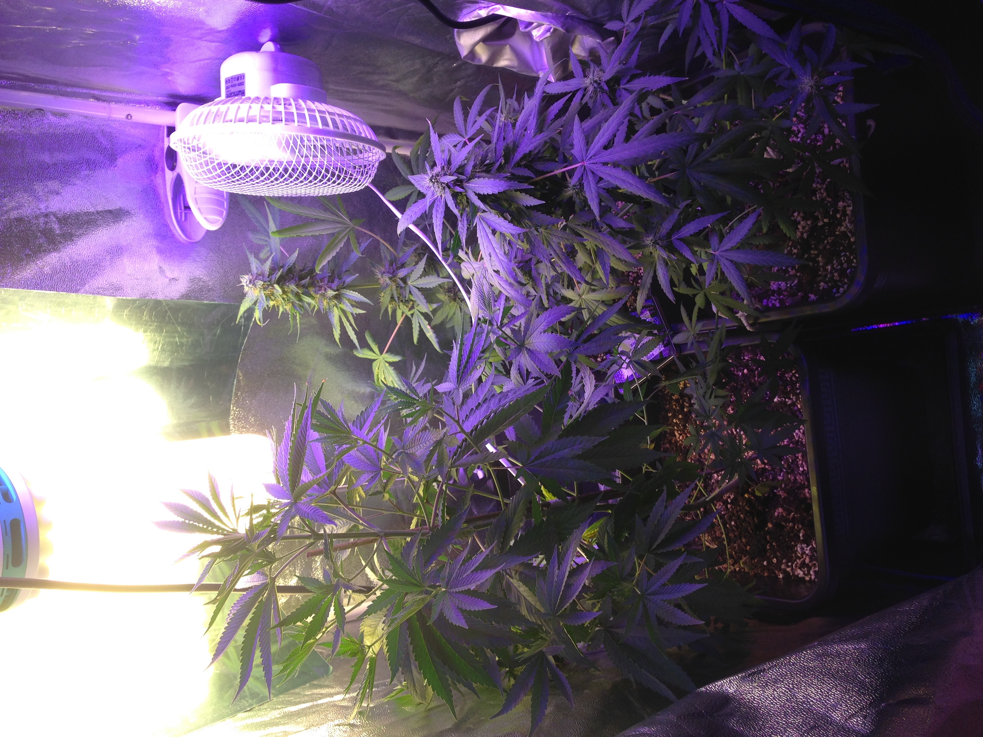 Flowering tent upgrade p1