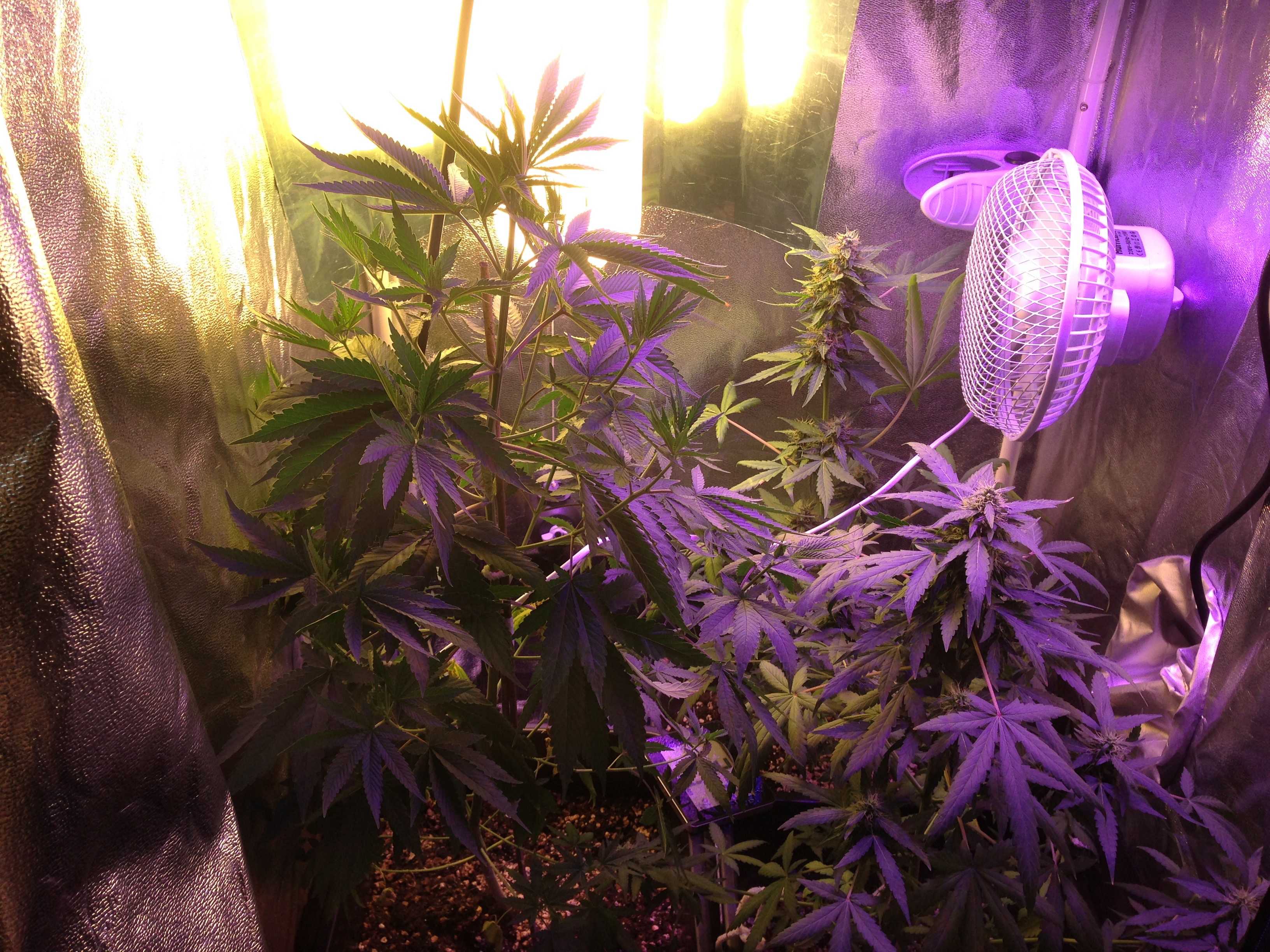 Flowering tent upgrade p2