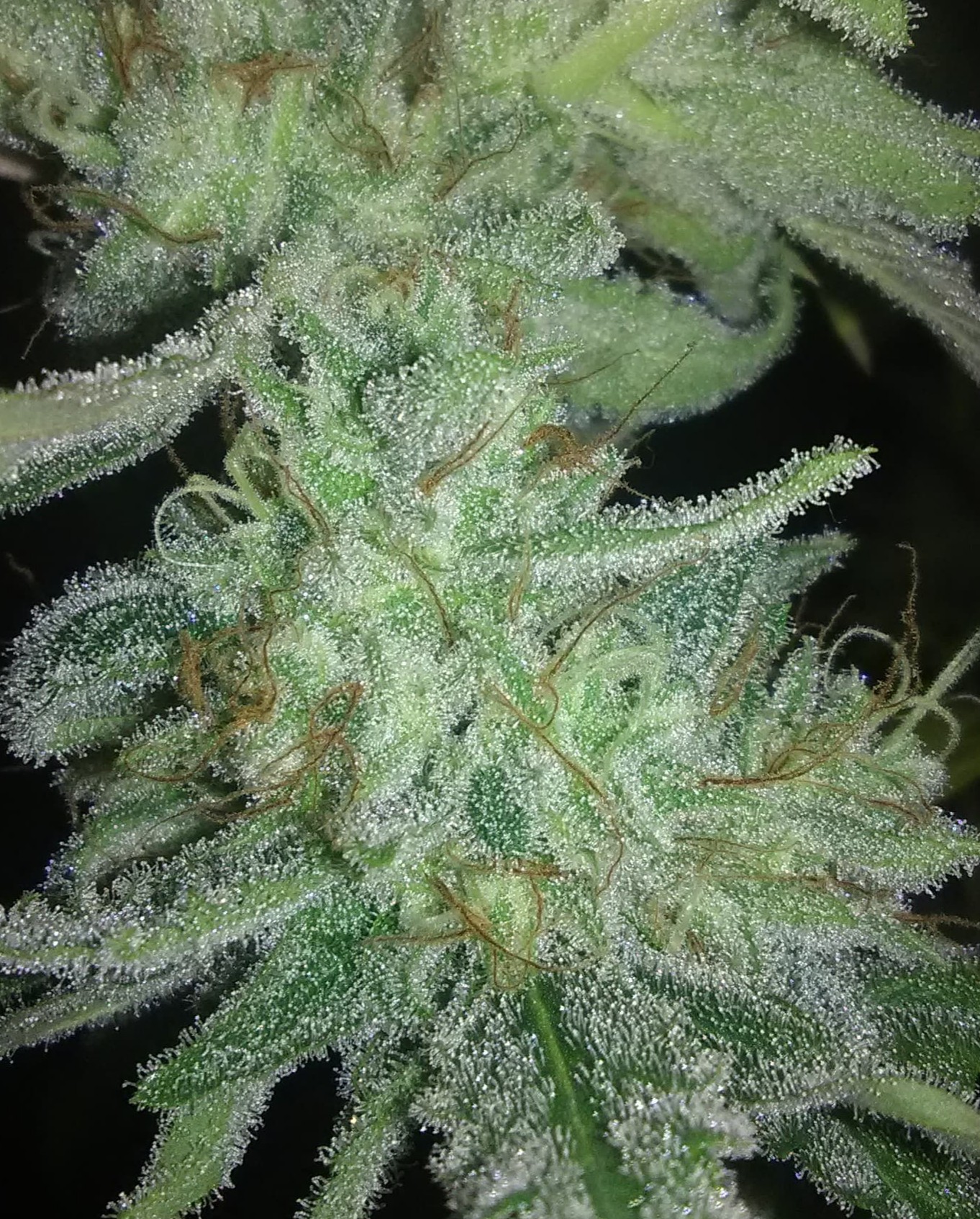 Forgotten Cookies DAY 64