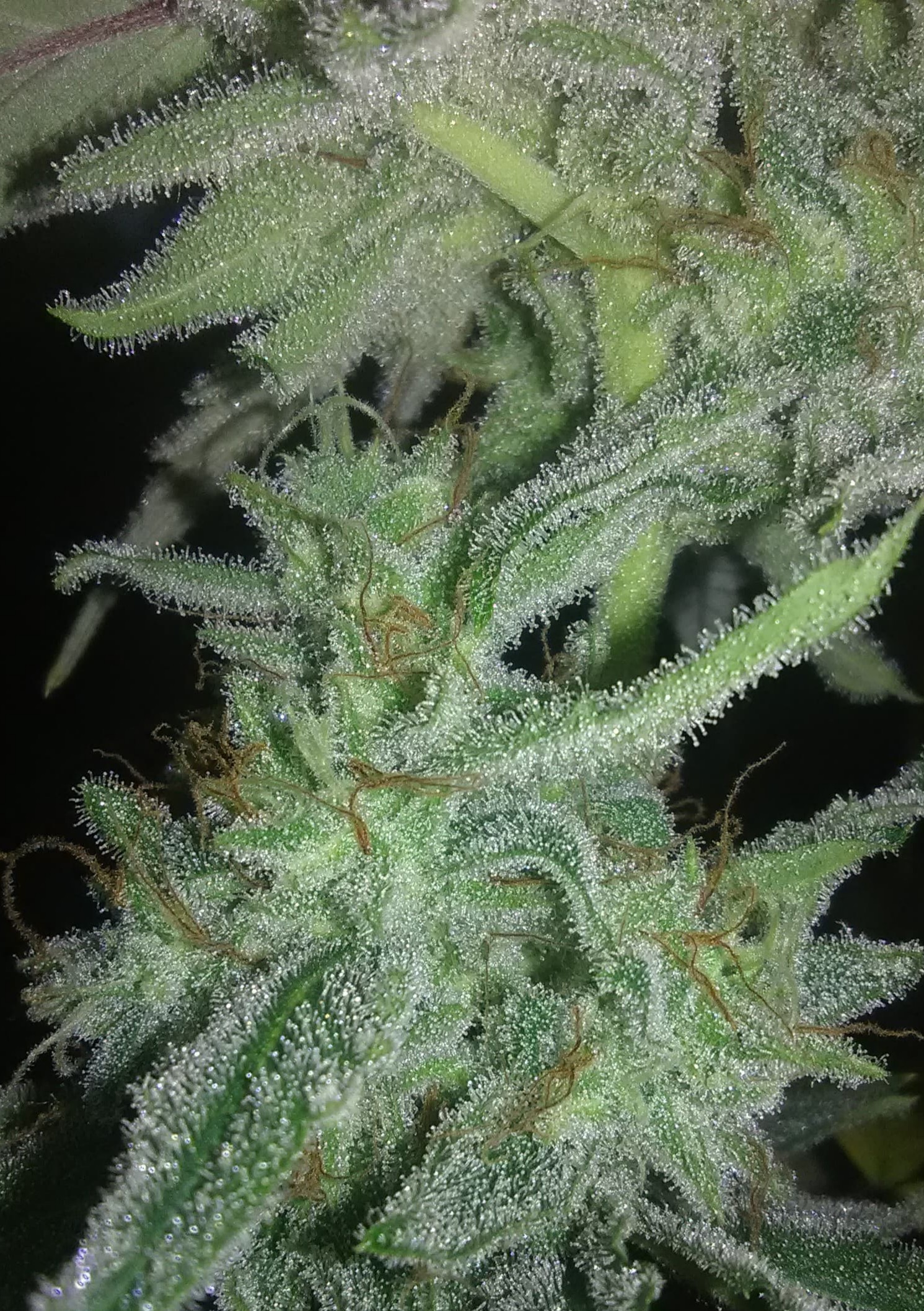 Forgotten Cookies DAY 64