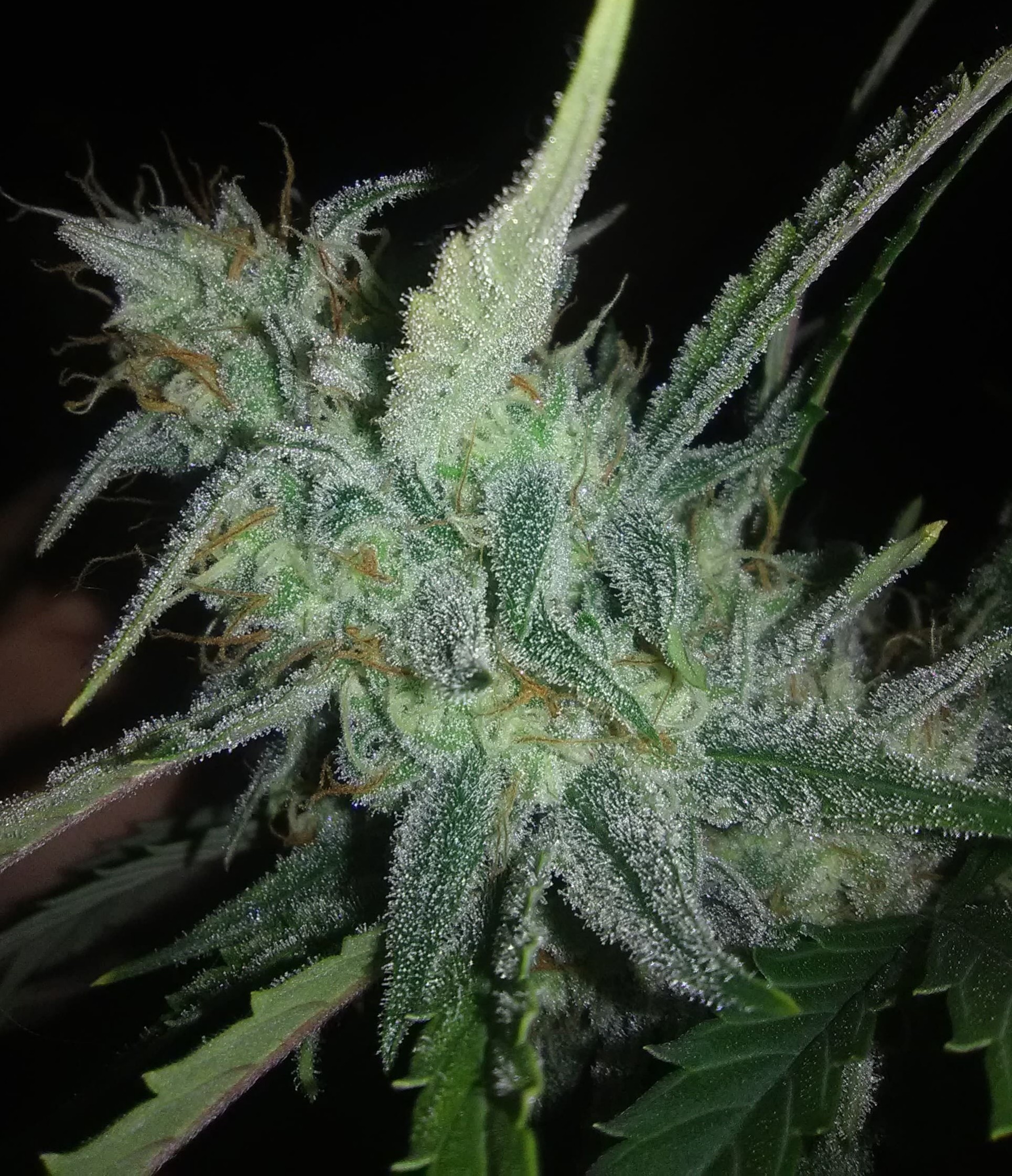 Forgotten Cookies DAY 64