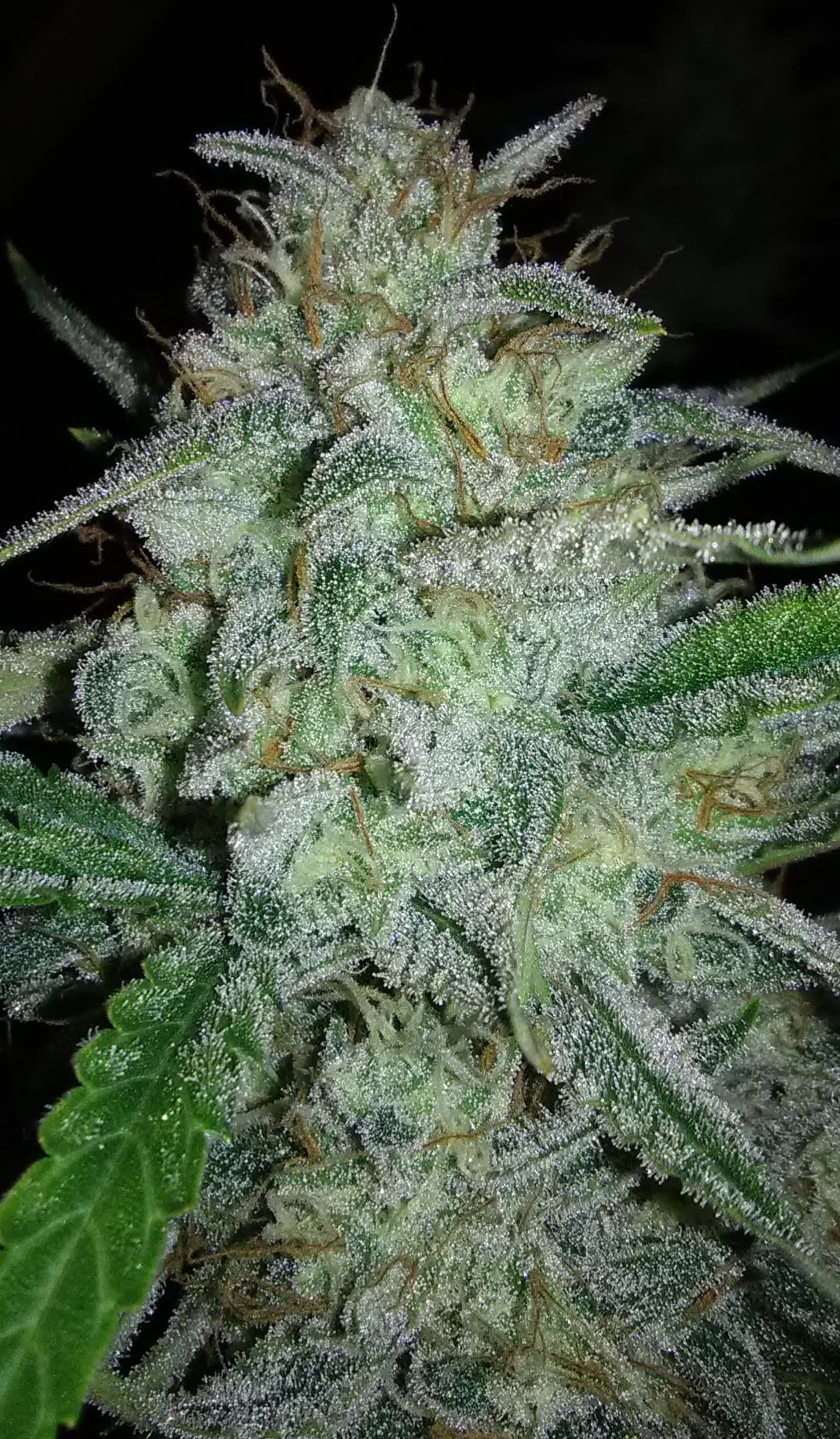 Forgotten Cookies