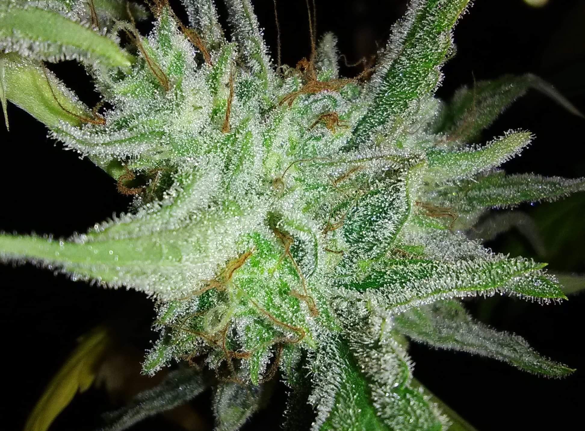 Forgotten Cookies