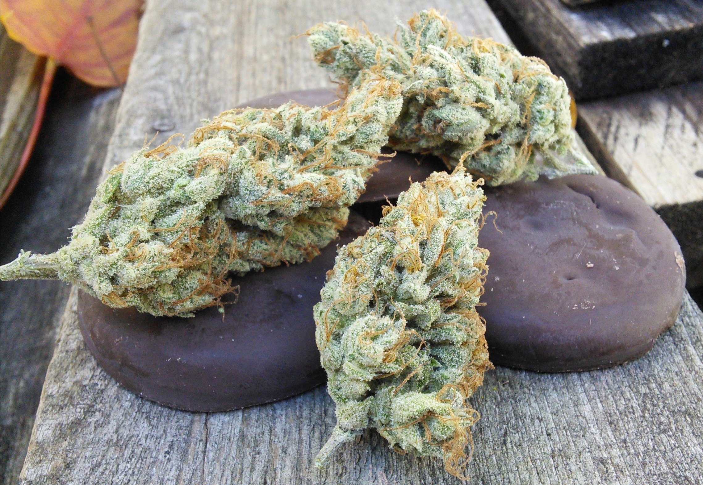 Forgotten Cookies