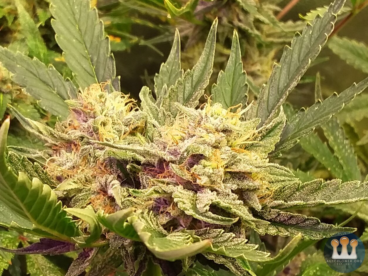 Forgotten cookies