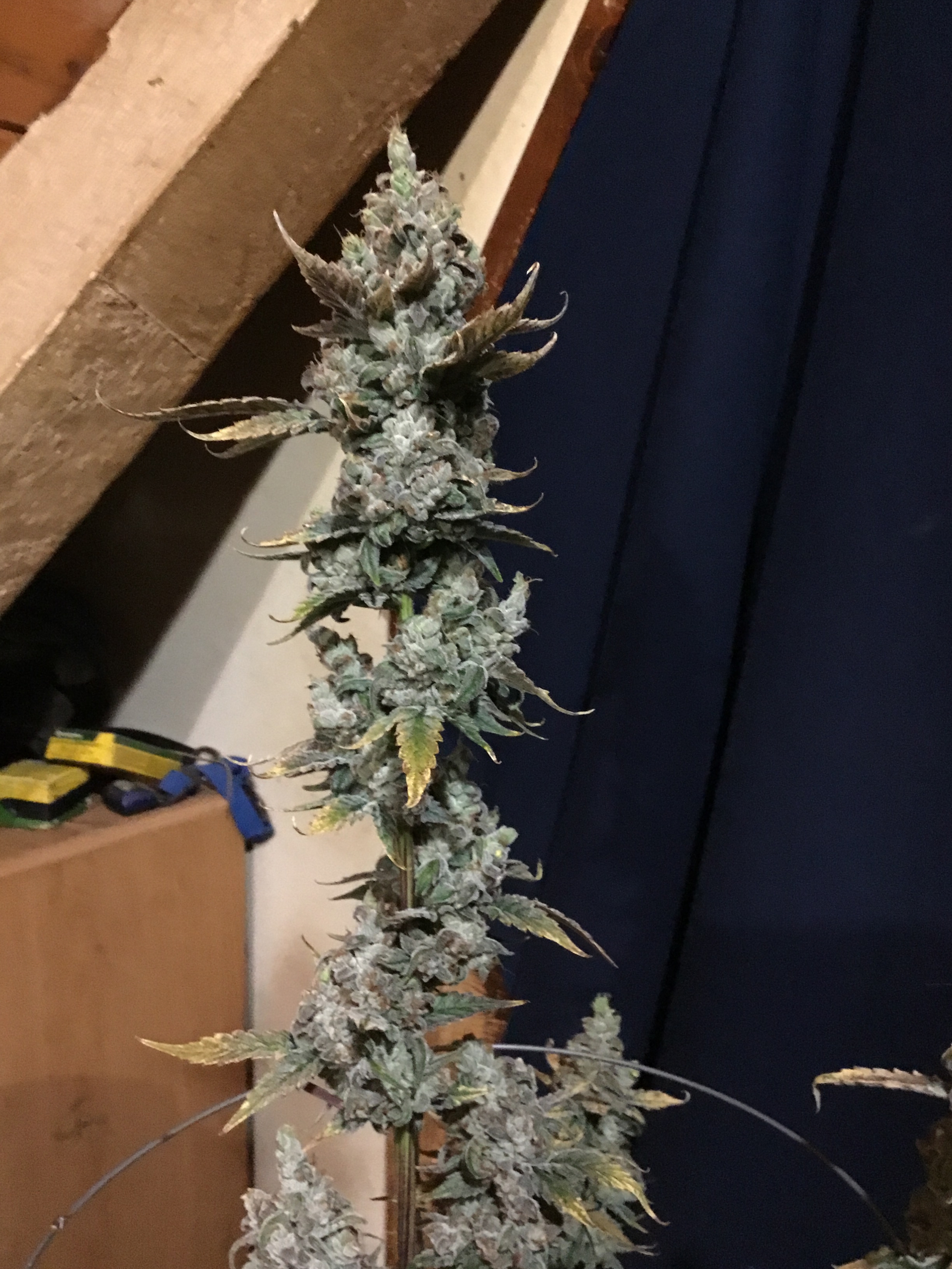 Forum stomper cola