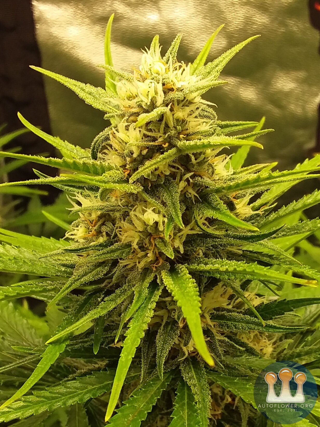 Gorilla Cookies 8 weeks