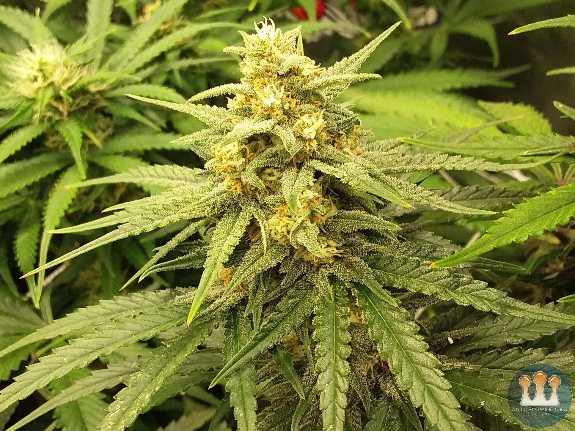 Gorilla Cookies fastbuds 8 weeks