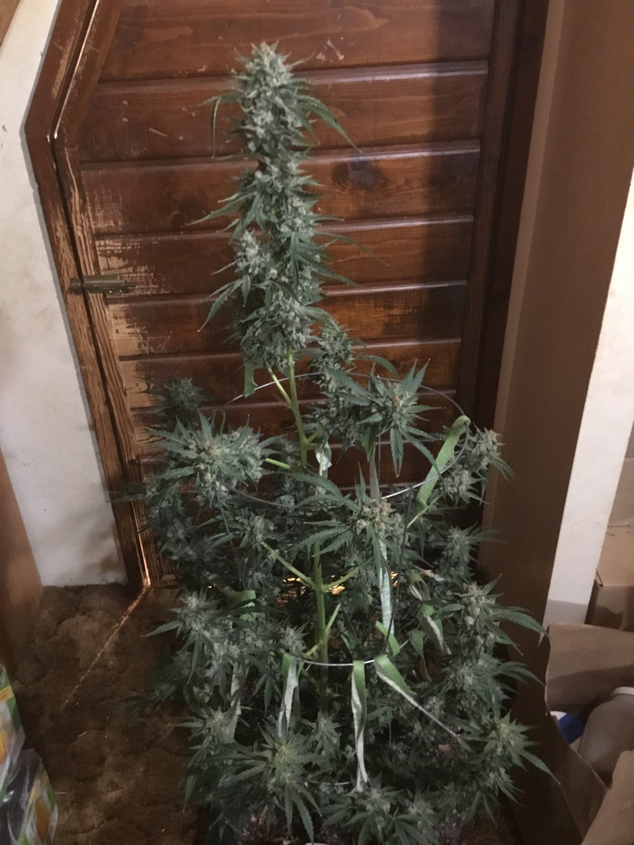 Grape Walker Kush 75 days