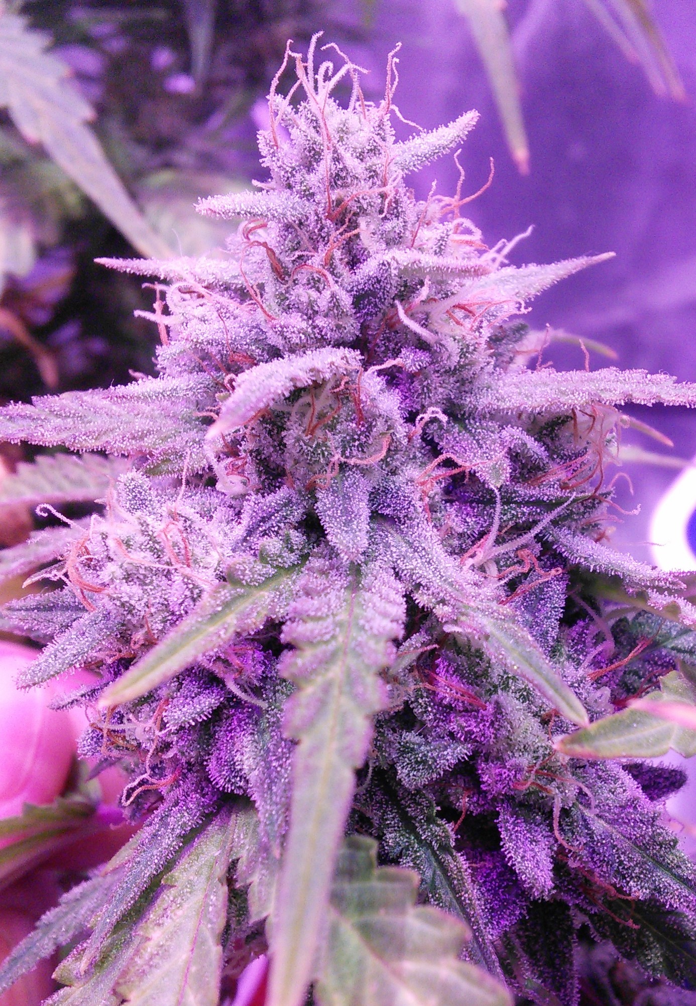 GRAPE WALKER KUSH