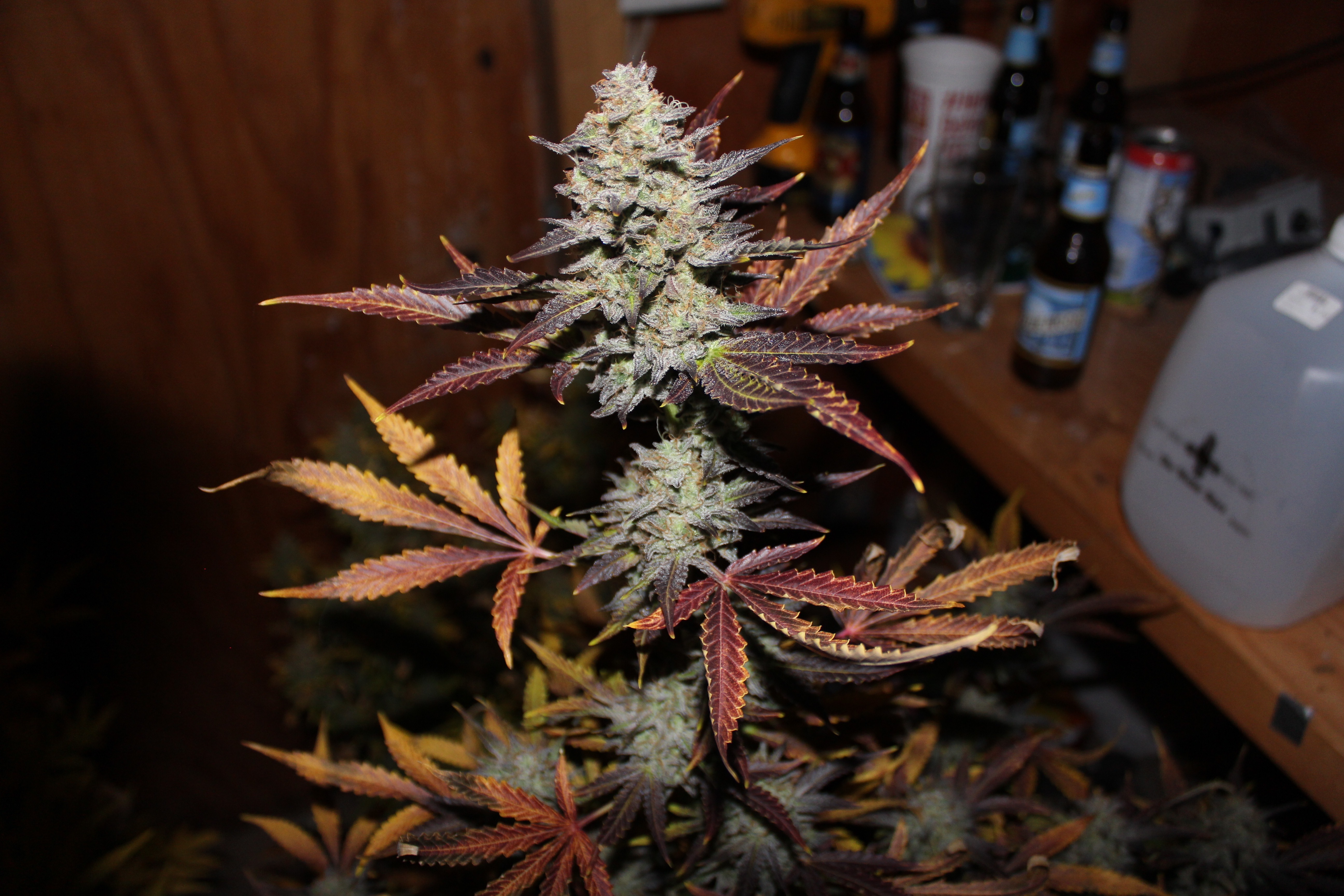 Great White Shark by Canuk Seeds