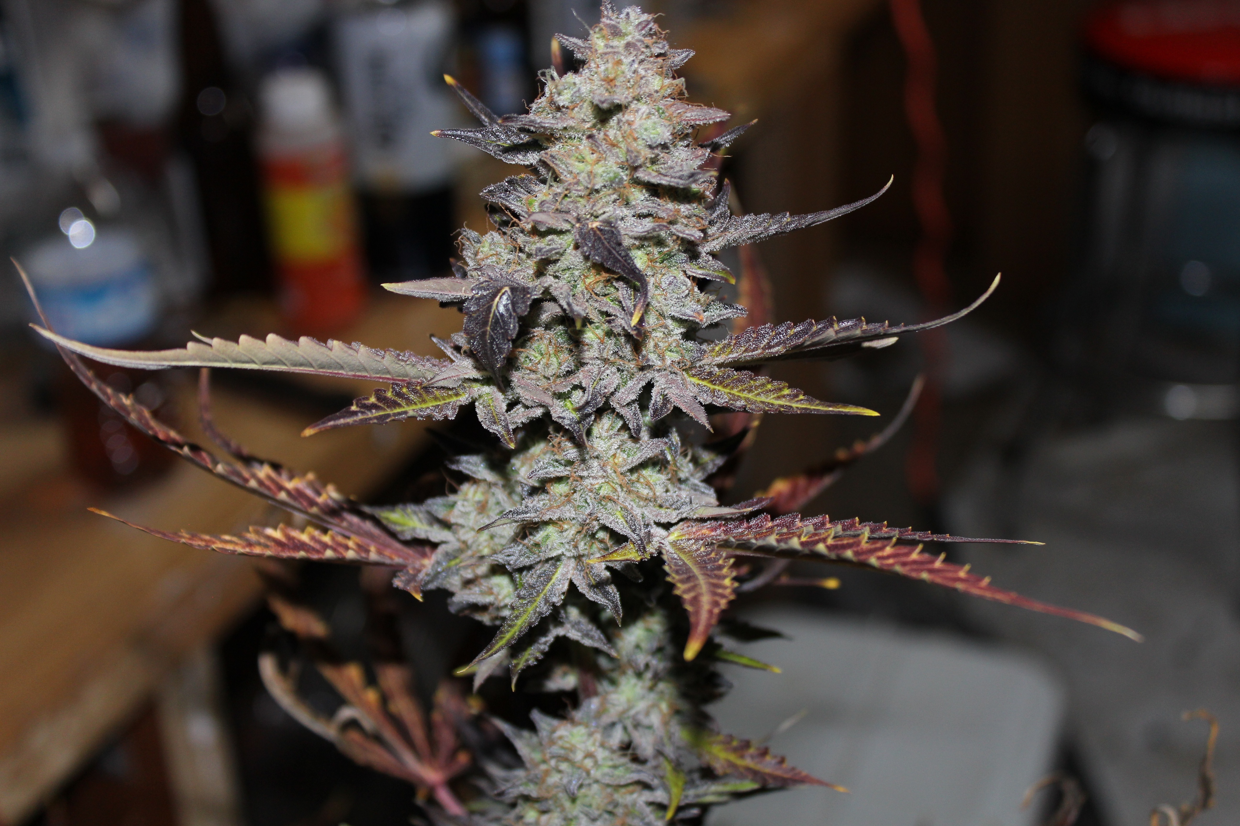 Great White Shark by Canuk Seeds