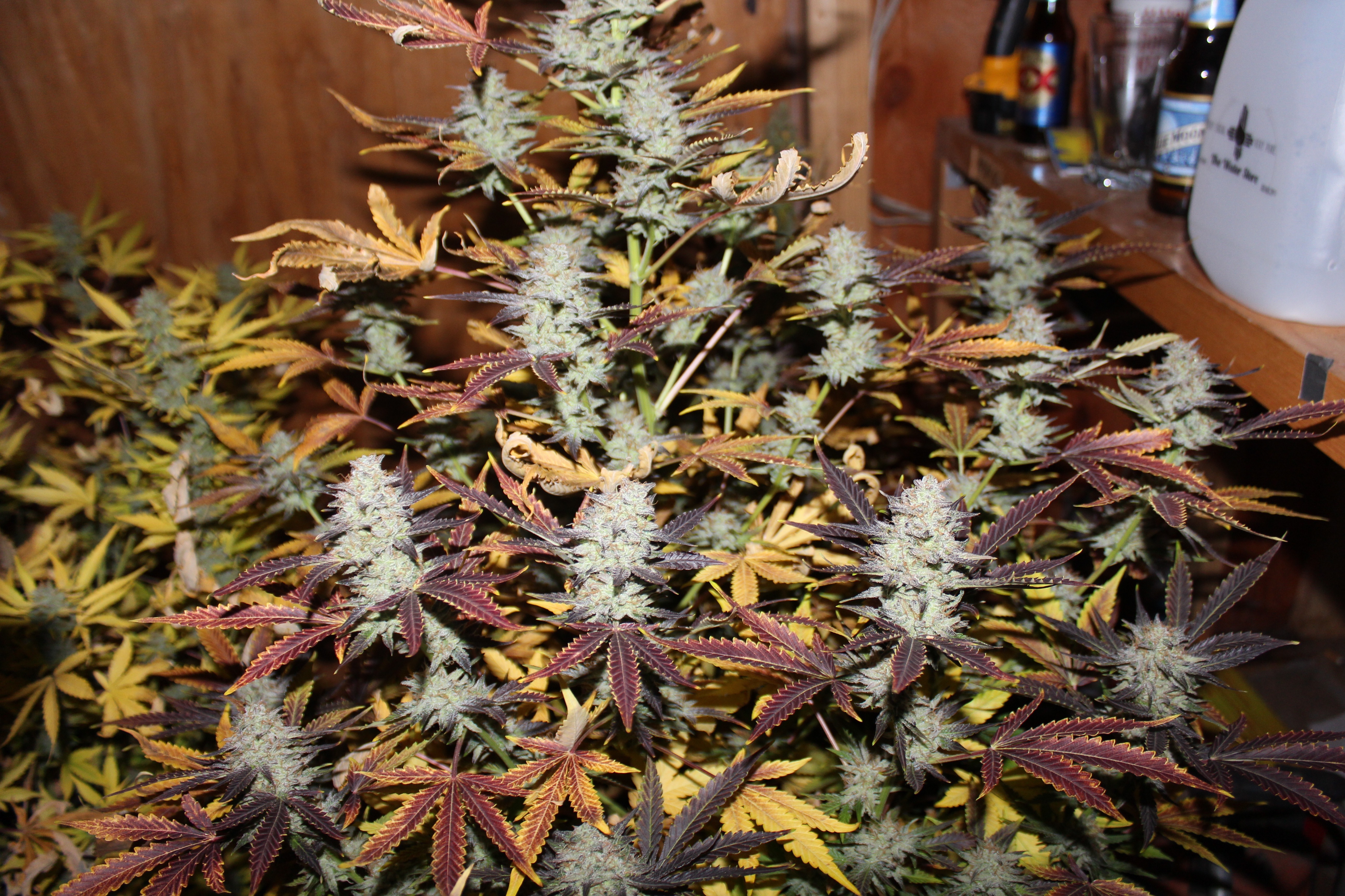 Great White Shark by Canuk Seeds