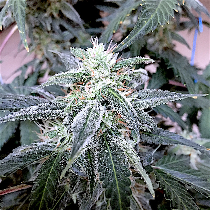 Heisenberg Special Day 56