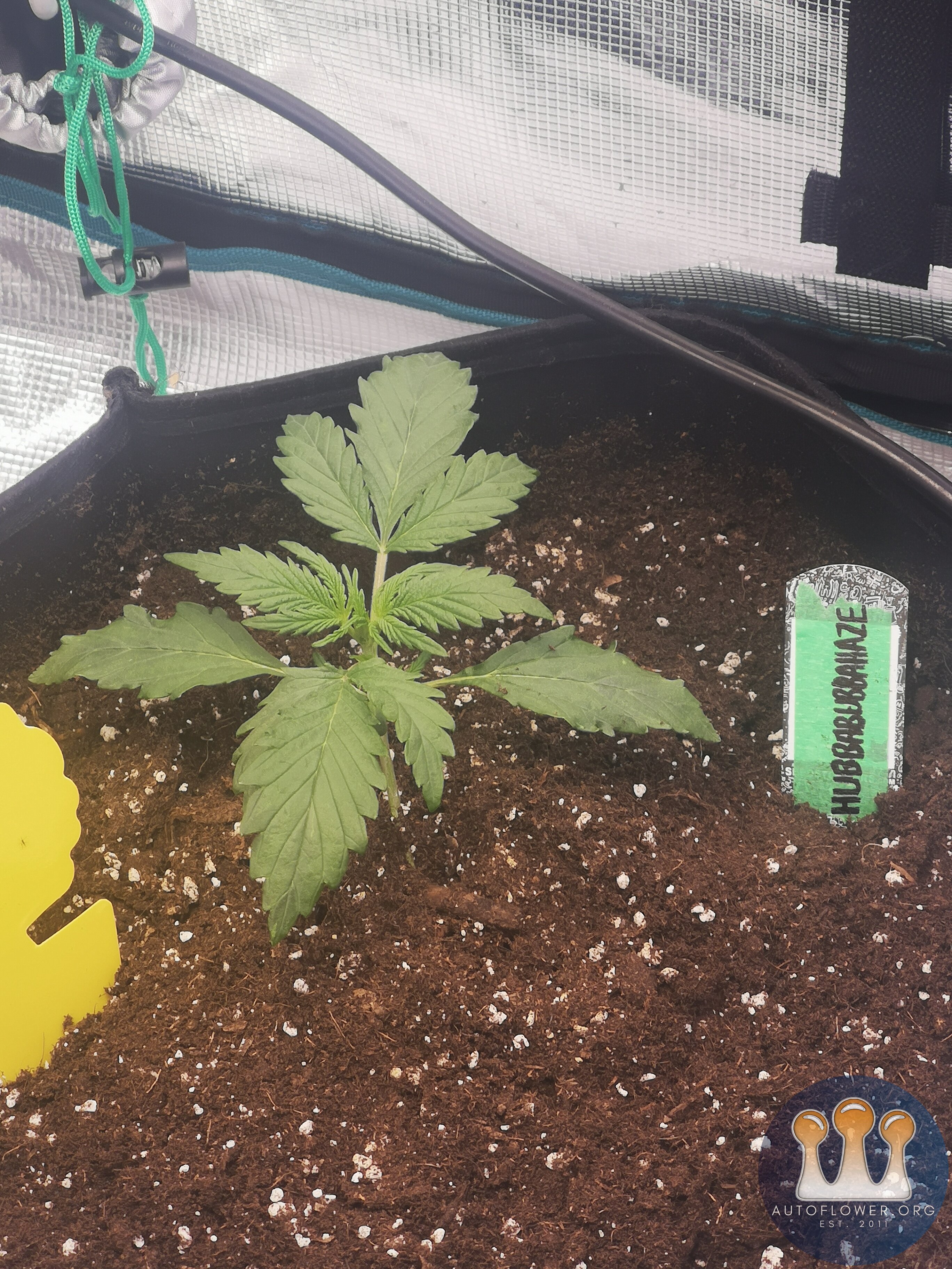 Hubbabubbahaze - Day 13