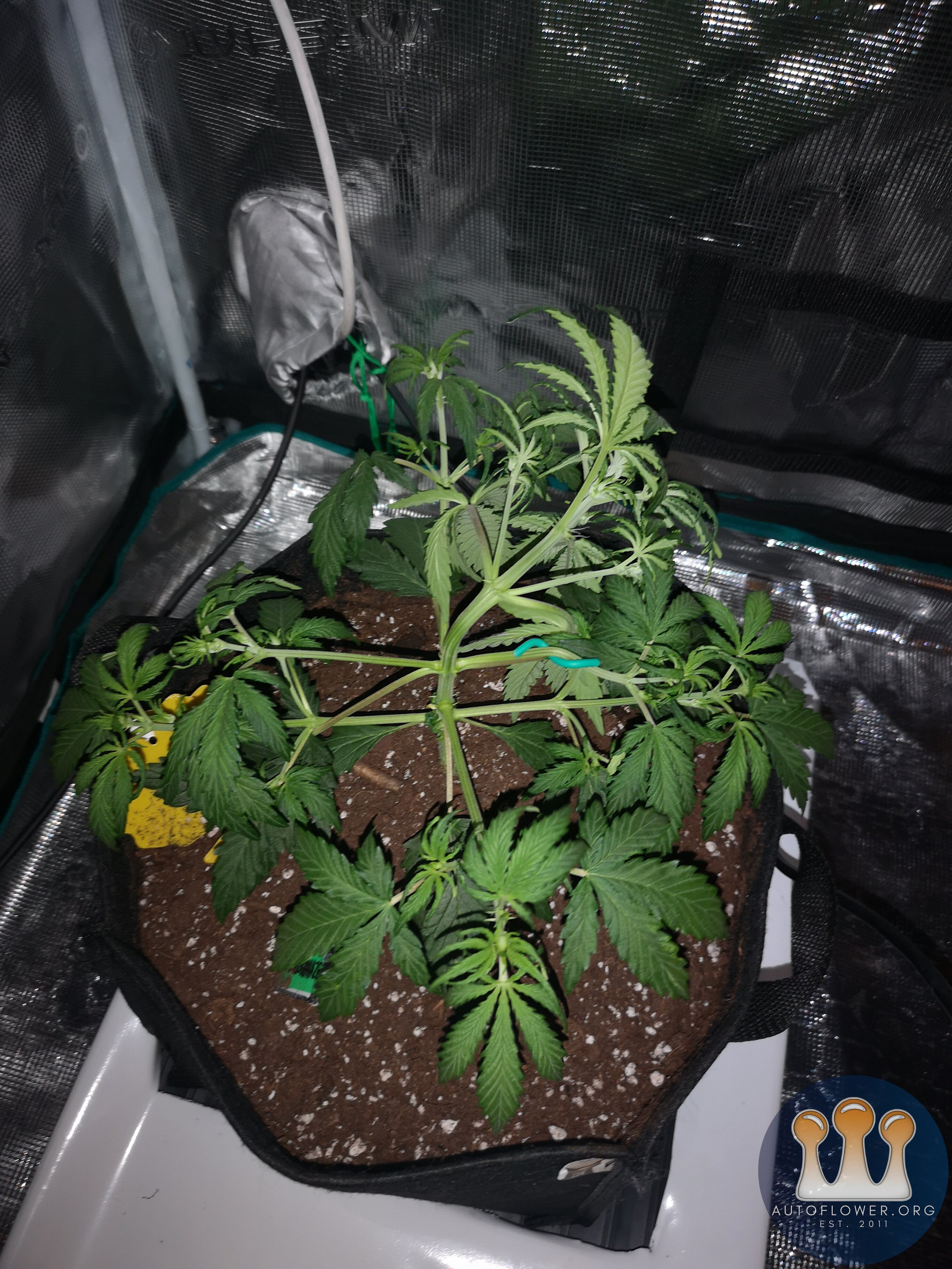 Hubbabubbahaze - Day 26