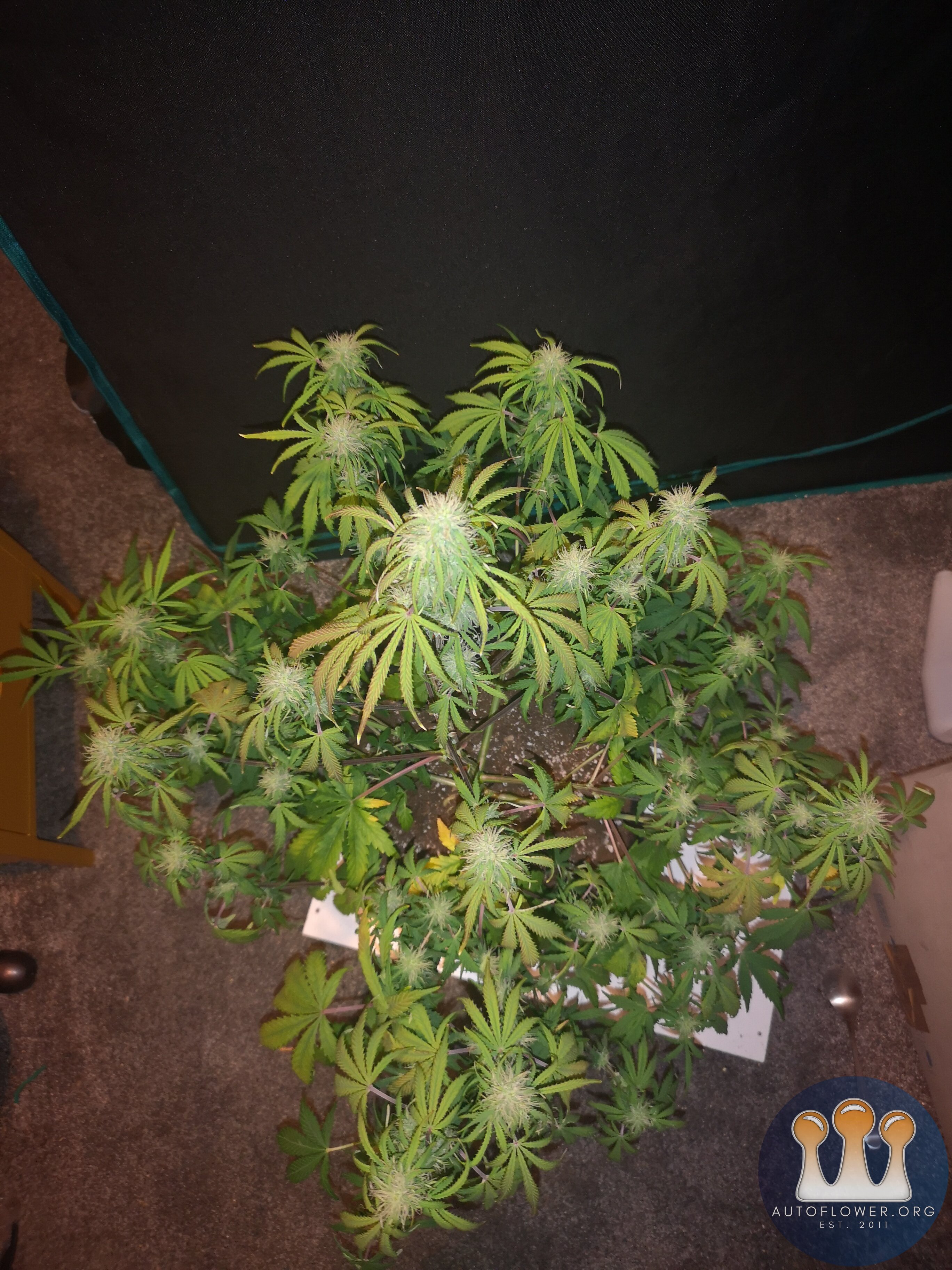 Hubbabubbahaze - Day 53