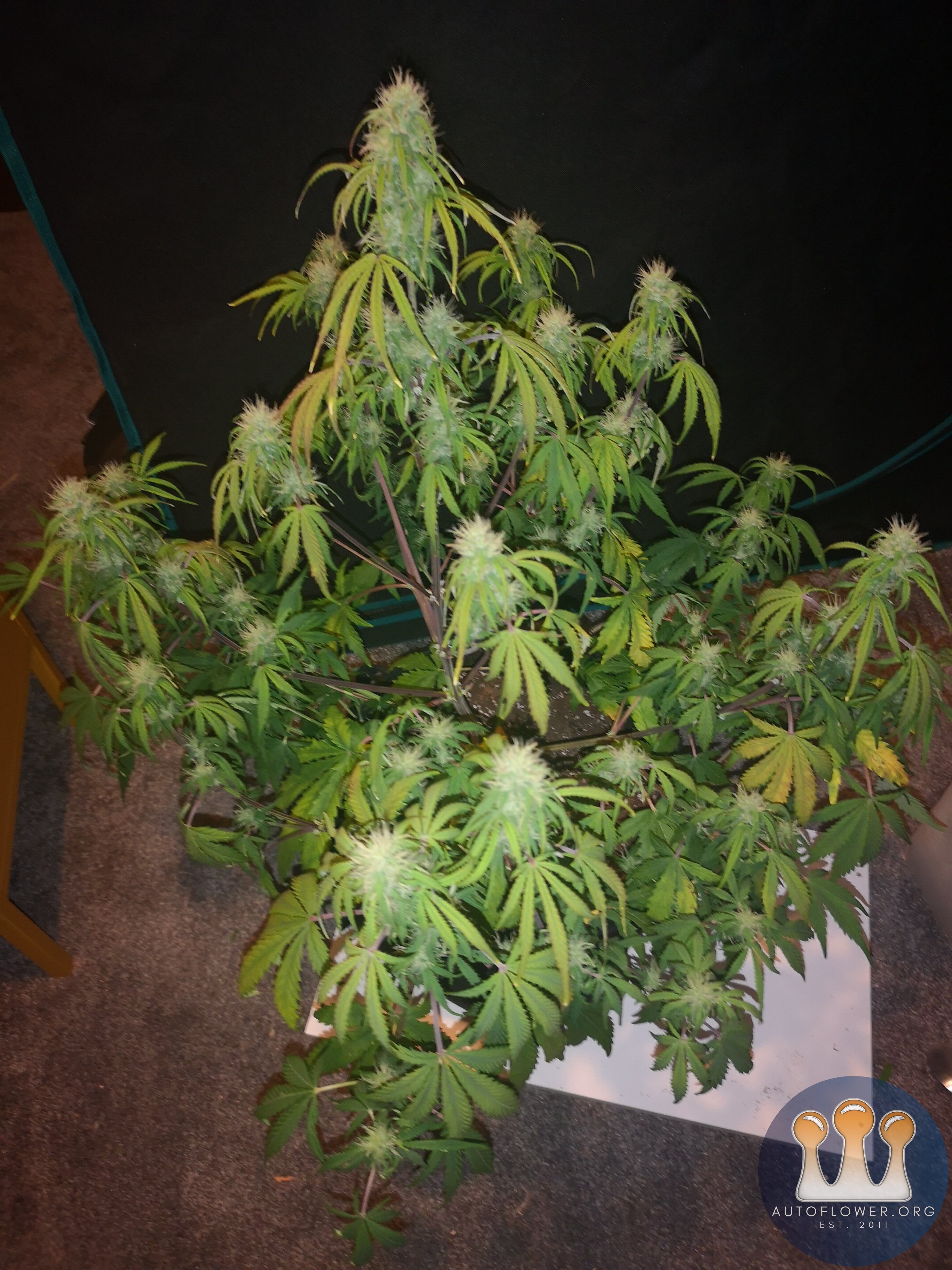 Hubbabubbahaze - Day 53