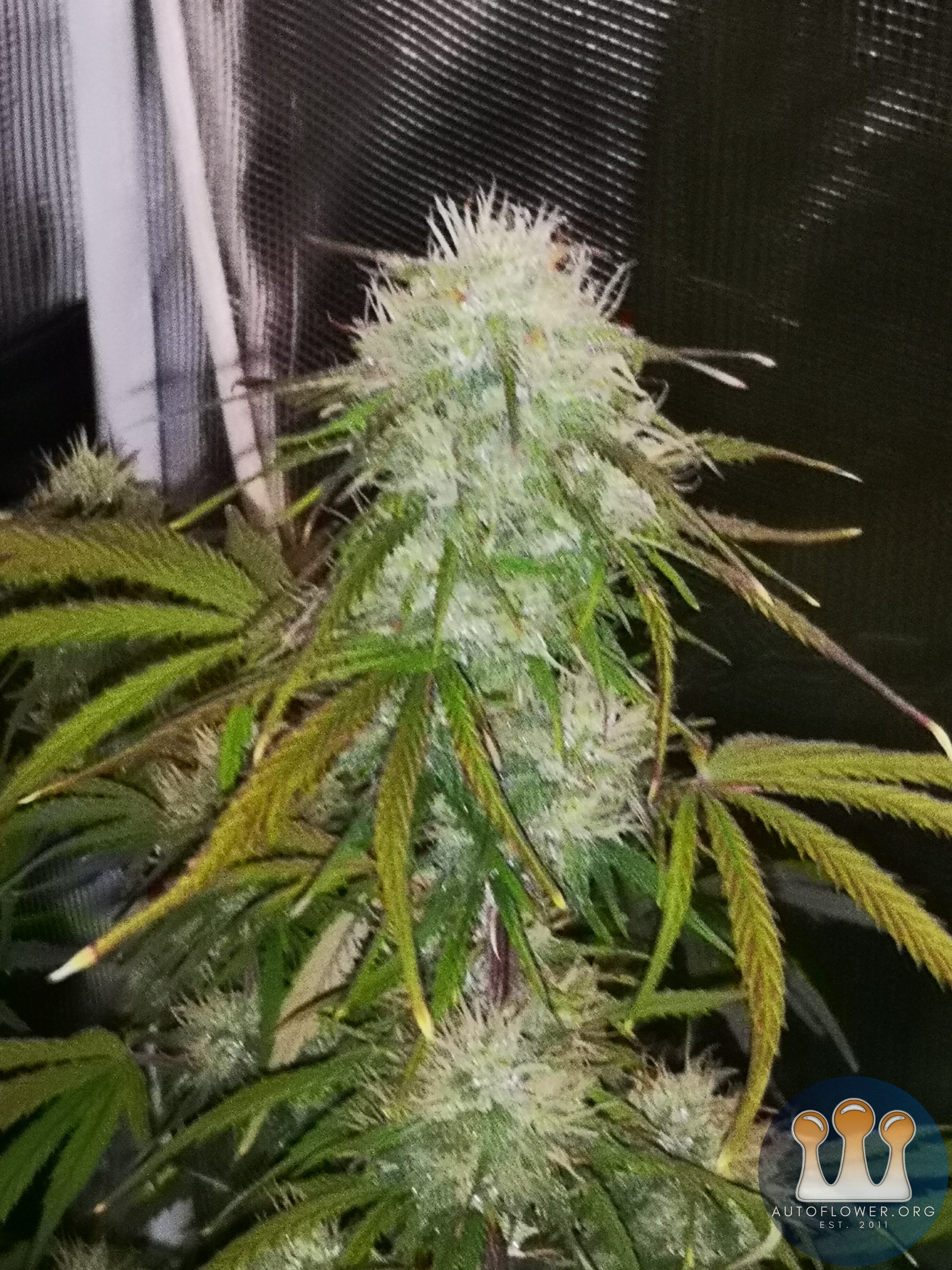 Hubbabubbahaze - Day 58