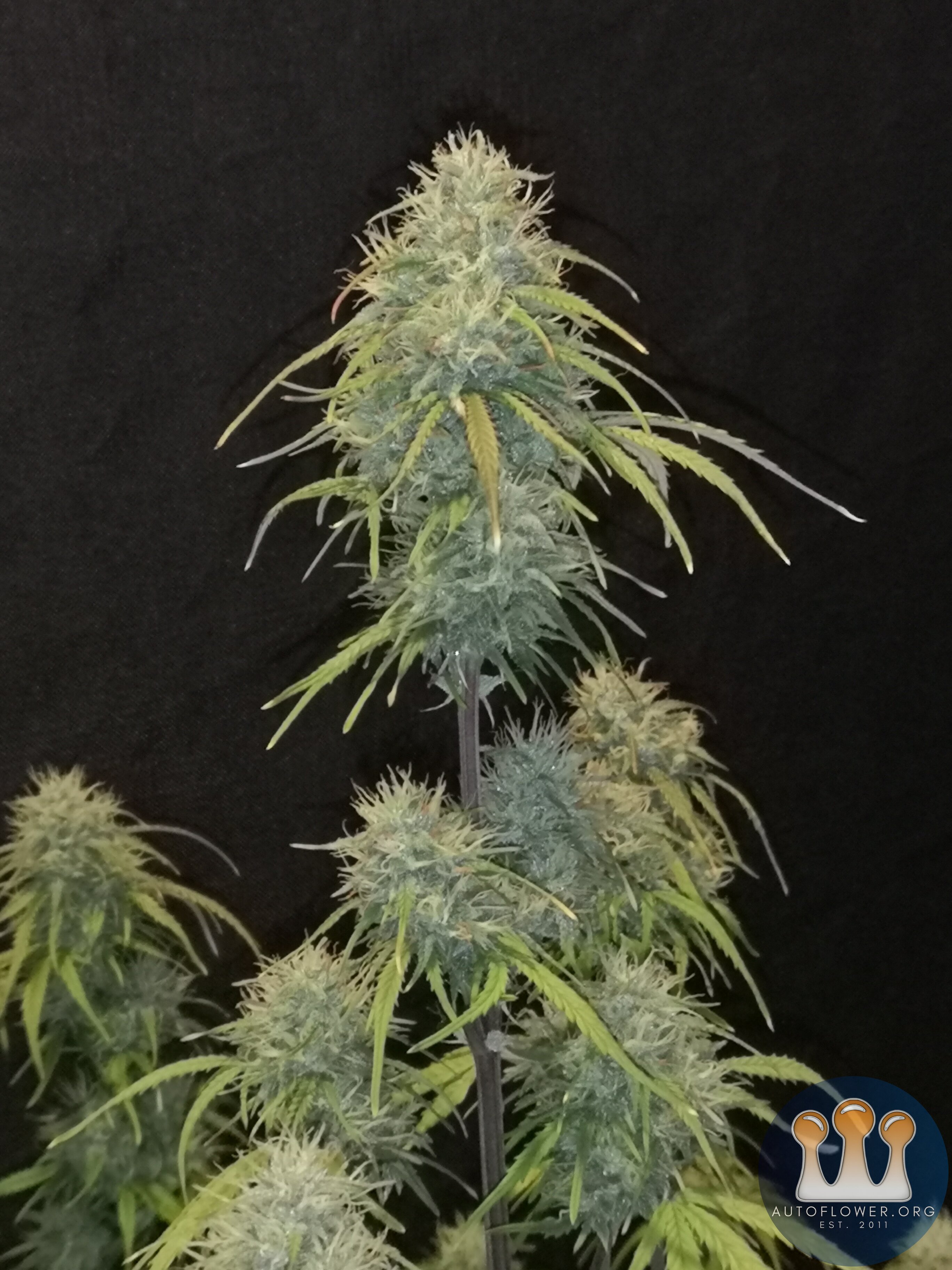 Hubbabubbahaze - Day 62